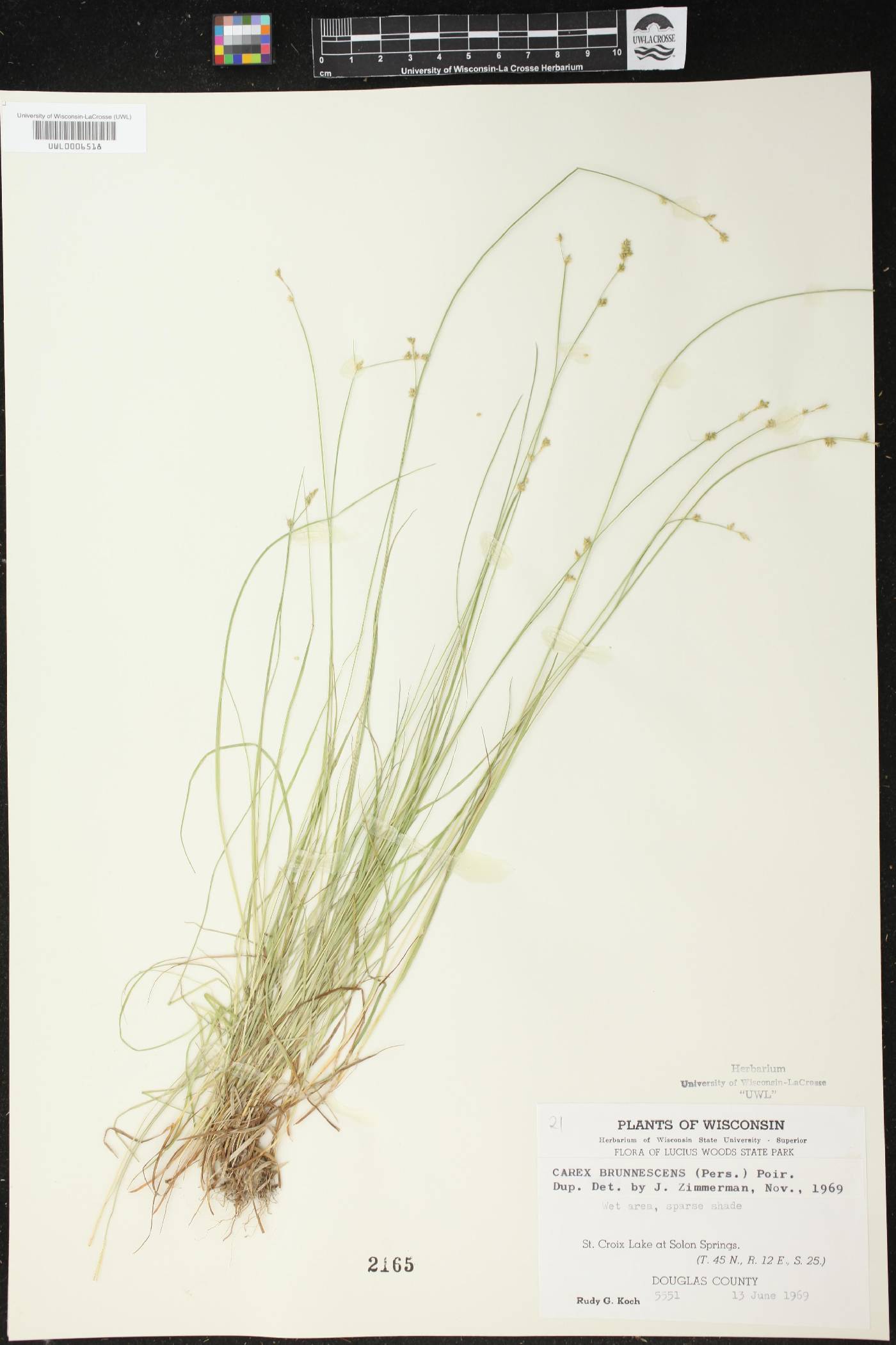 Carex brunnescens image
