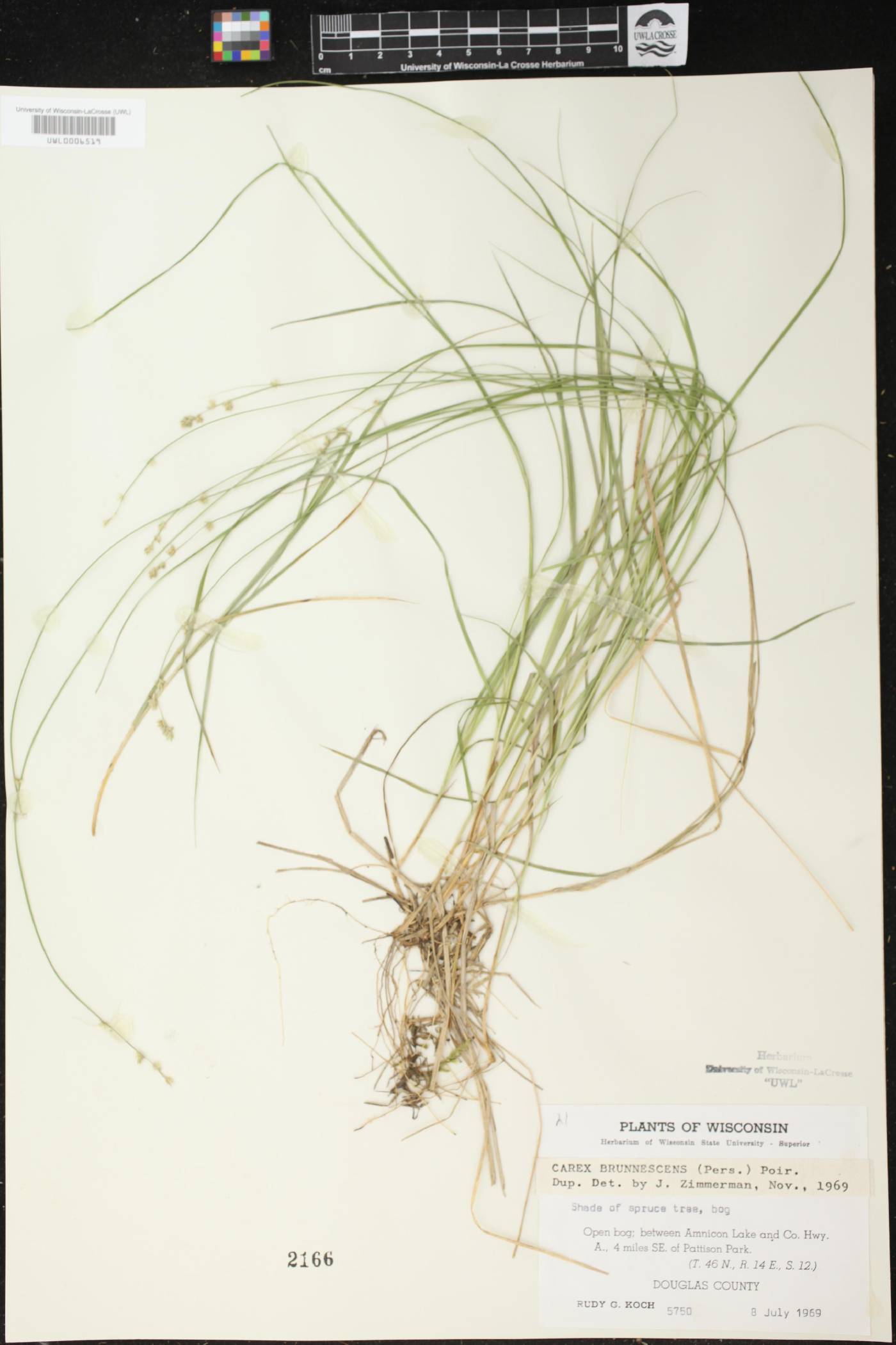 Carex brunnescens image