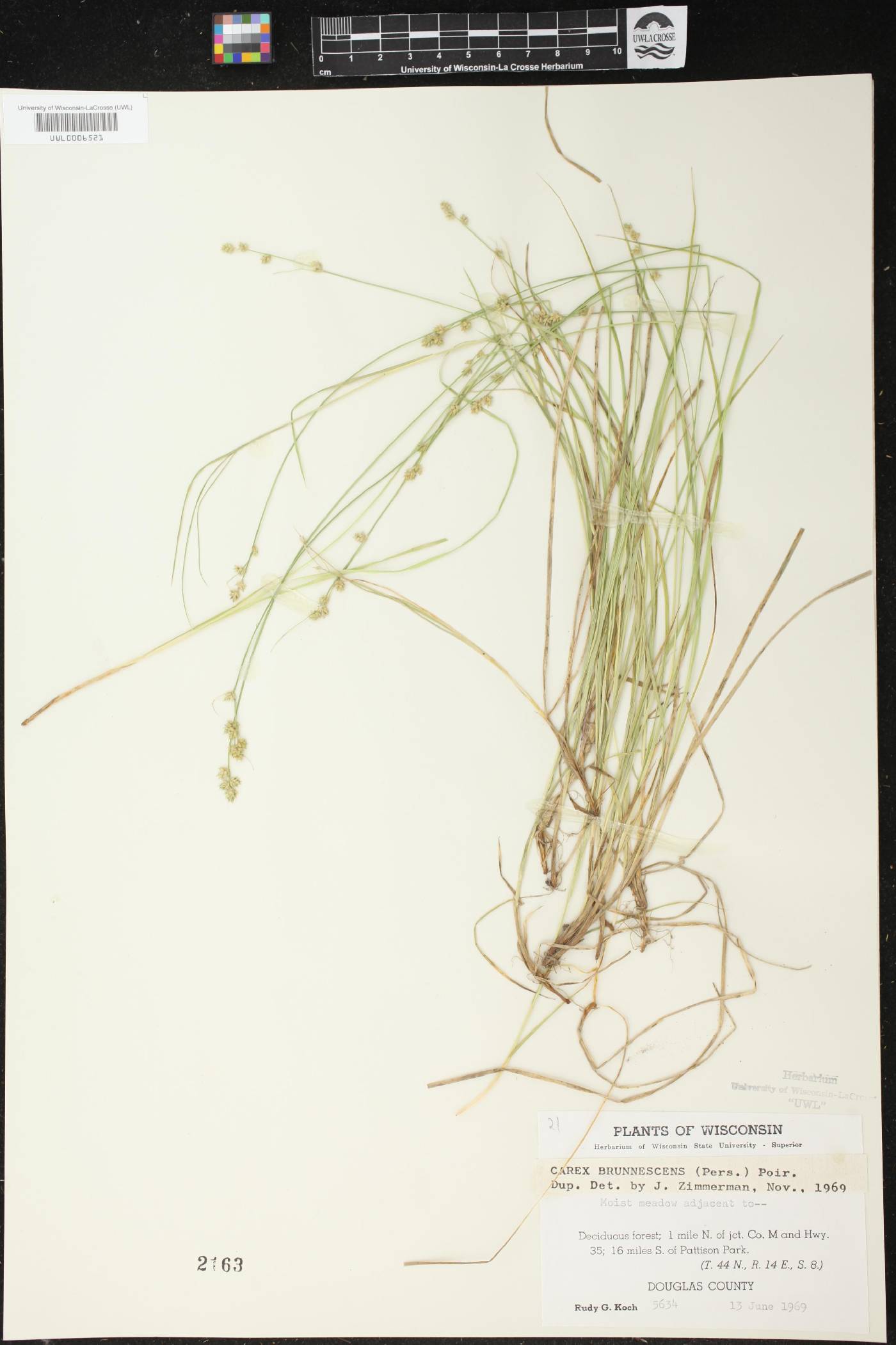 Carex brunnescens image