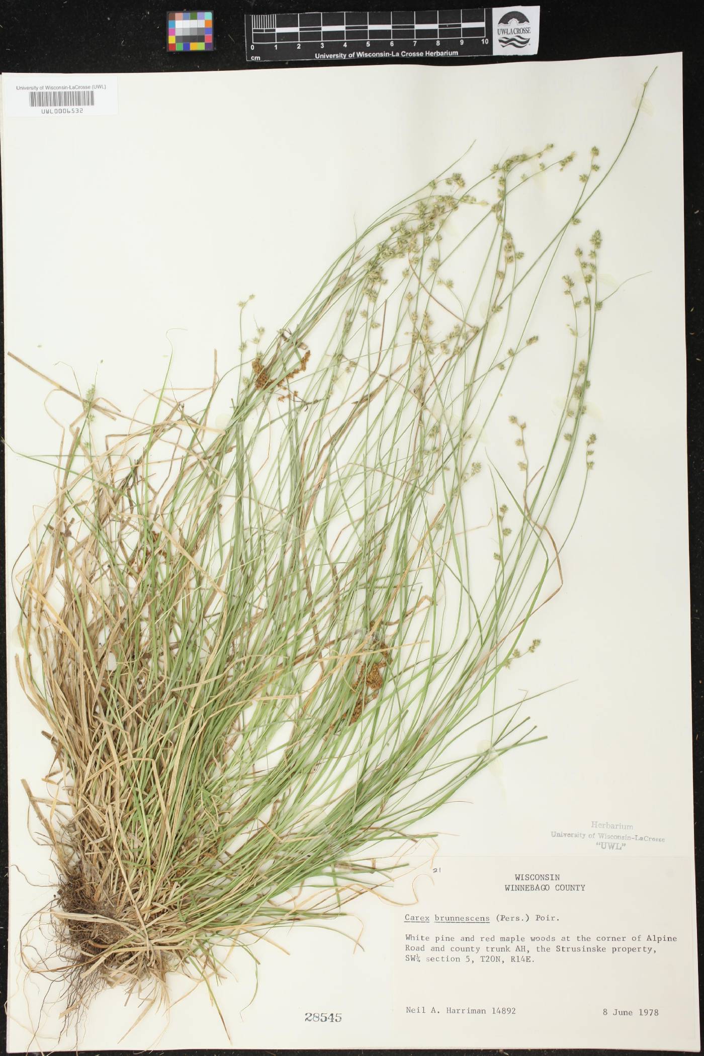 Carex brunnescens image