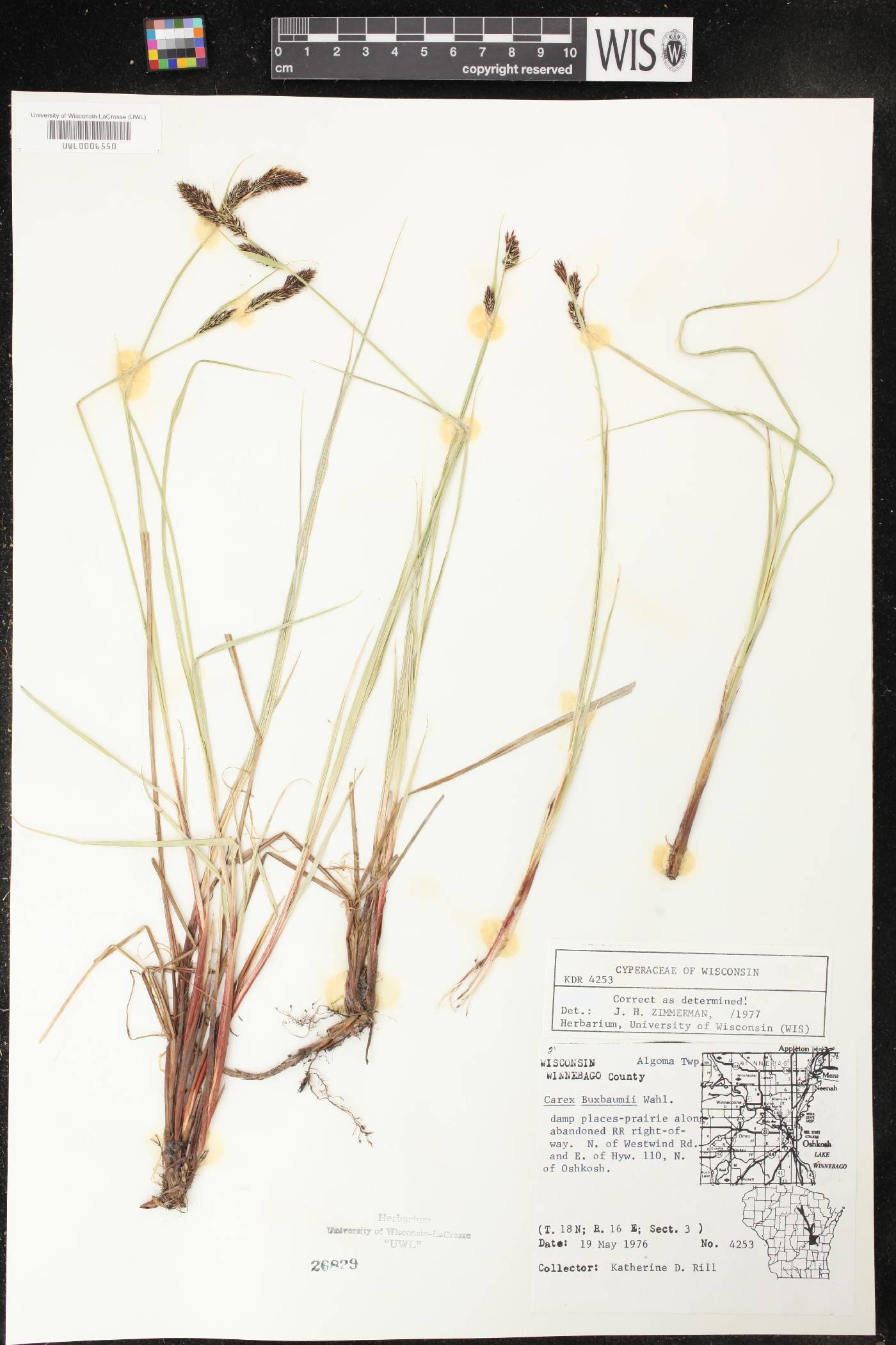 Carex buxbaumii image