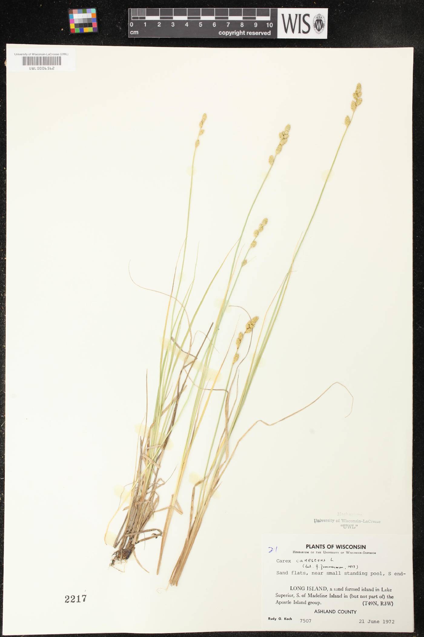 Carex canescens image