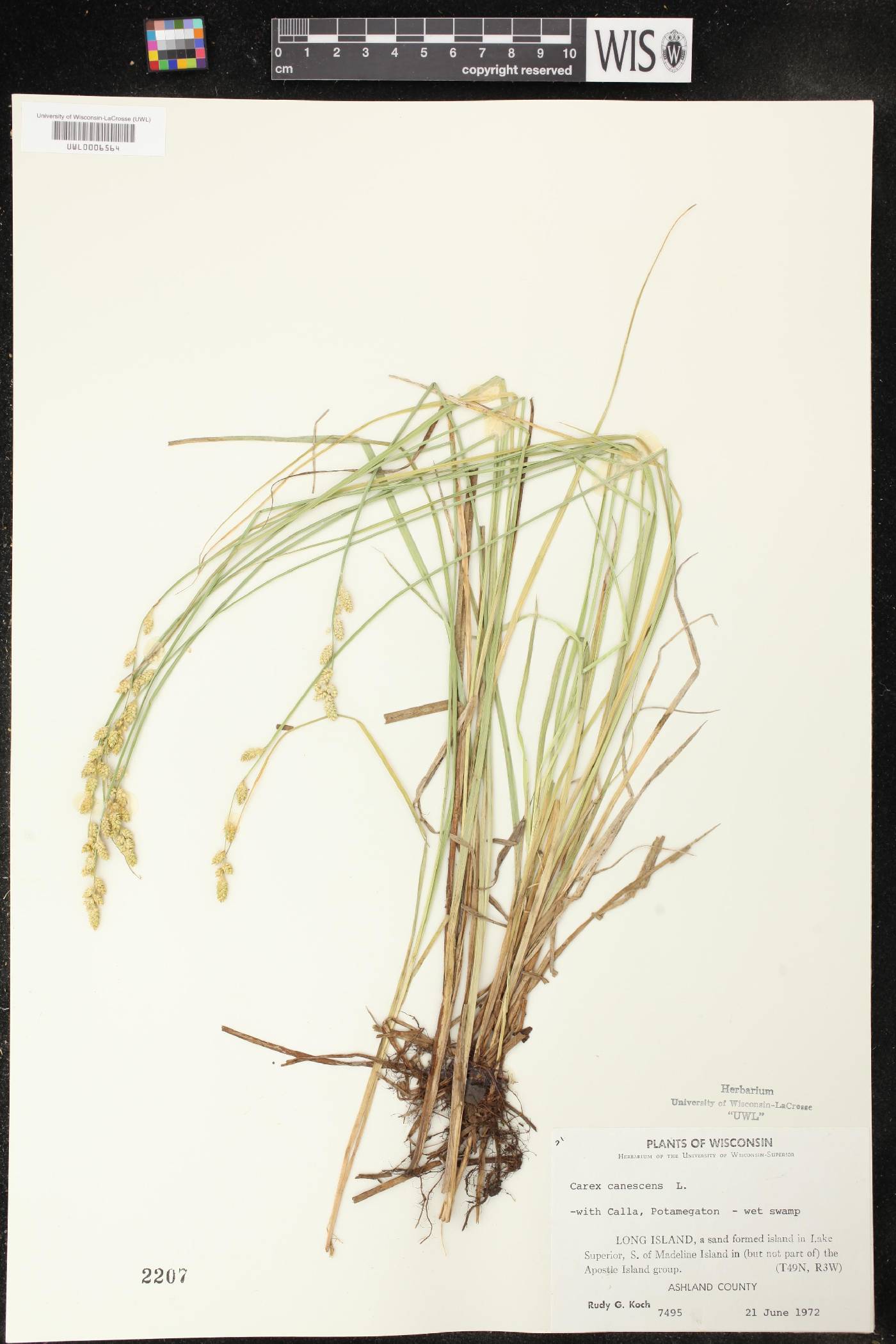 Carex canescens image