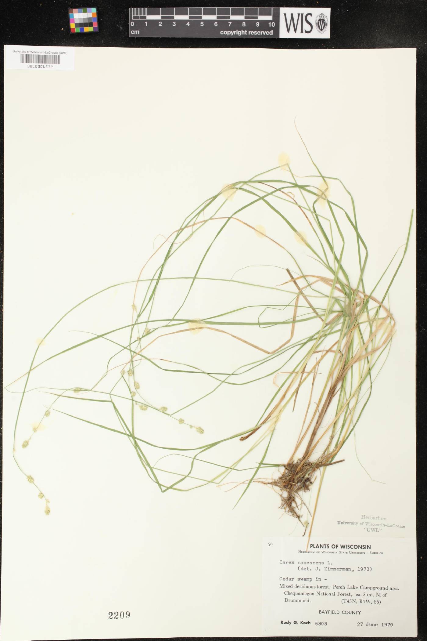 Carex canescens image