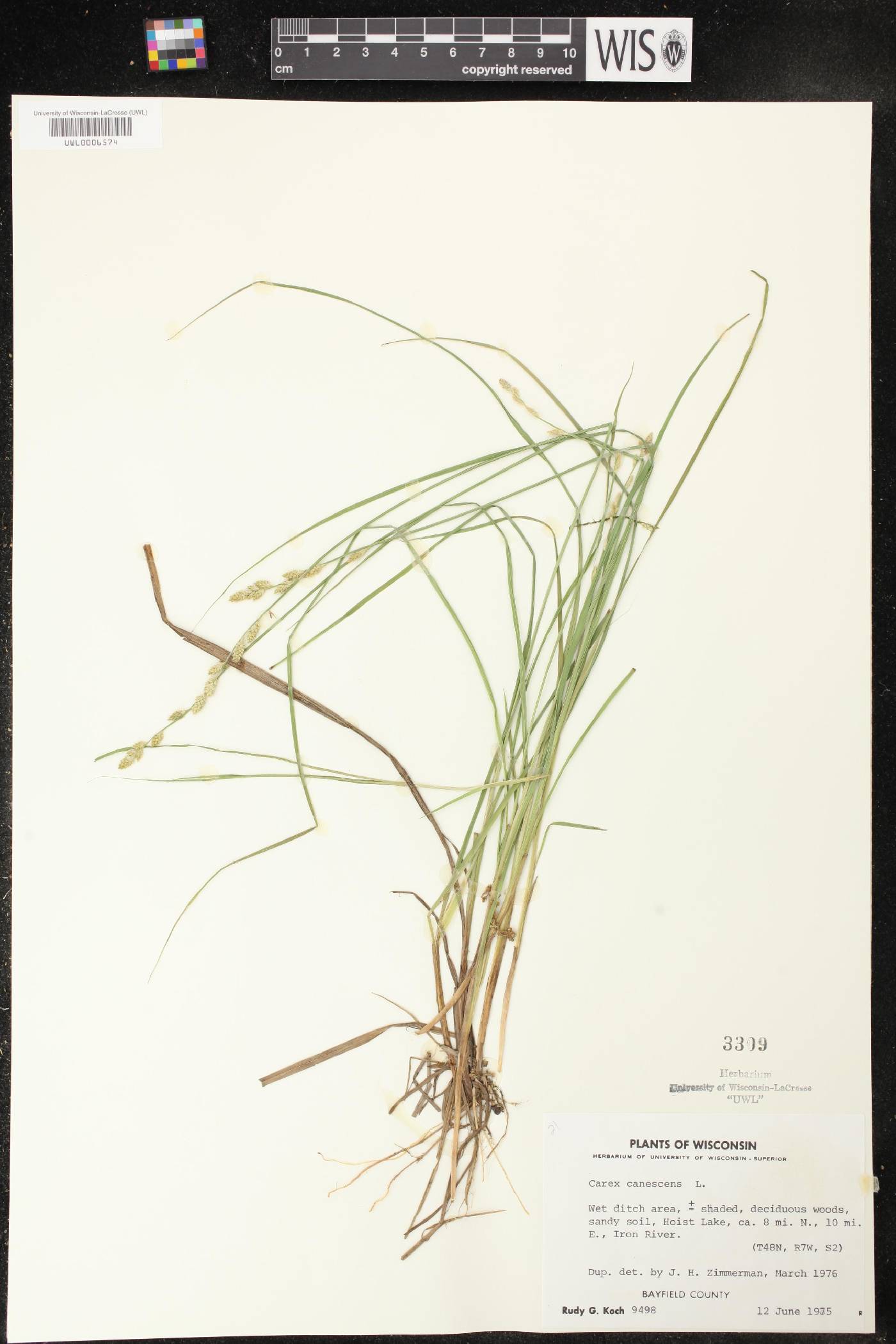 Carex canescens image