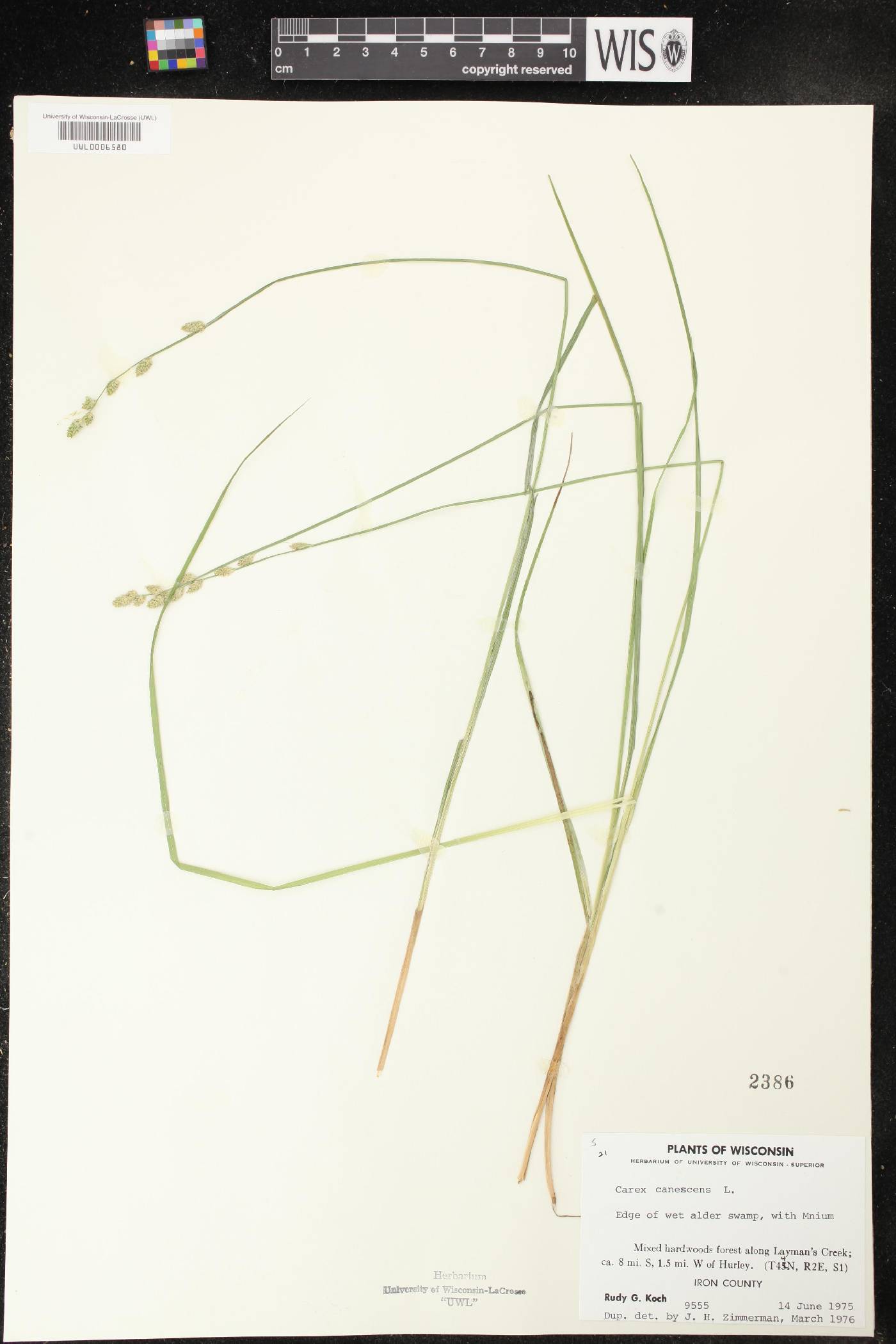 Carex canescens image