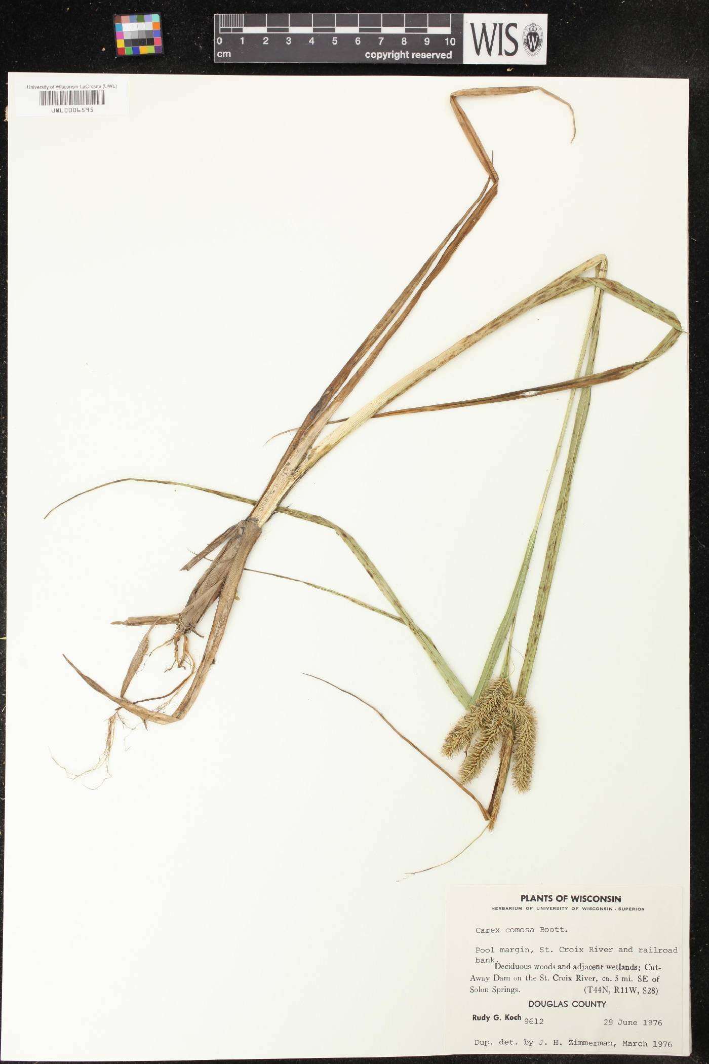 Carex comosa image