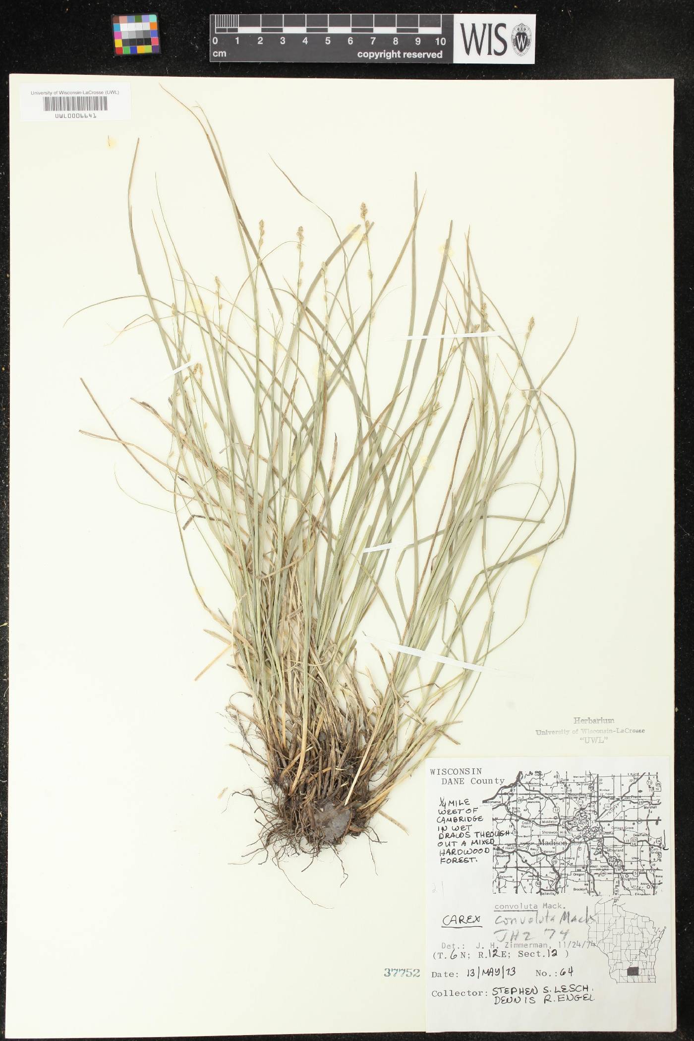 Carex rosea image