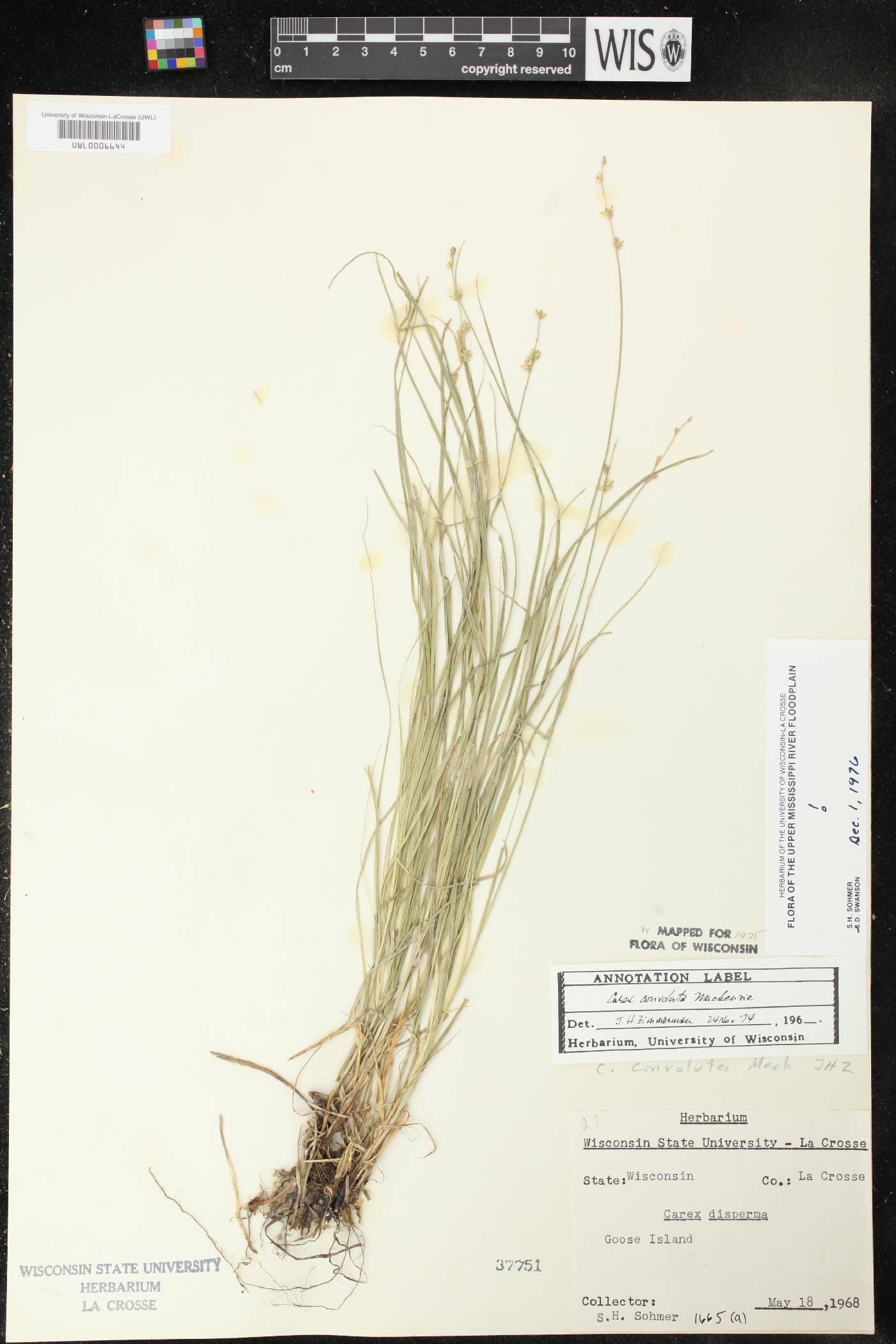 Carex rosea image