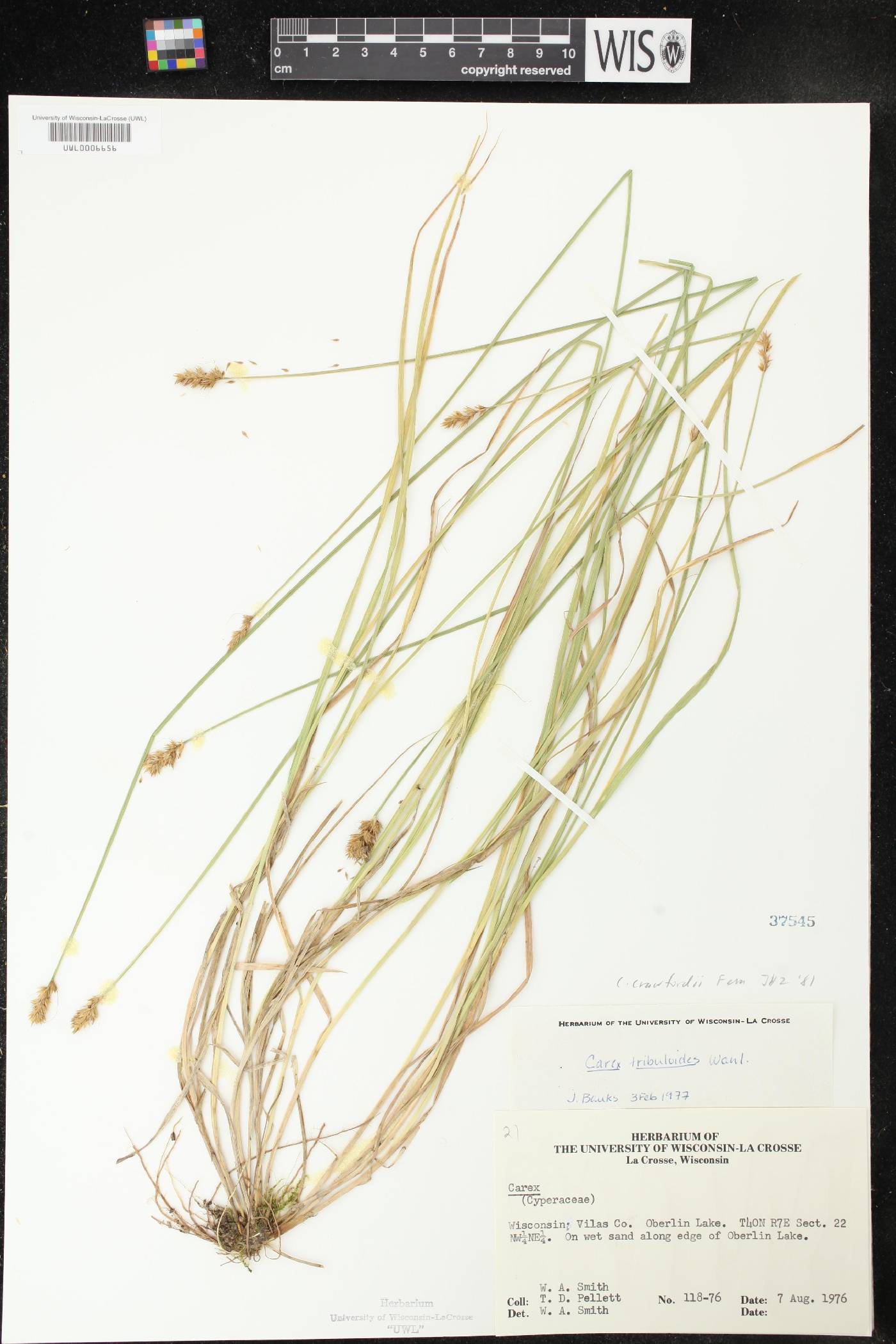 Carex crawfordii image