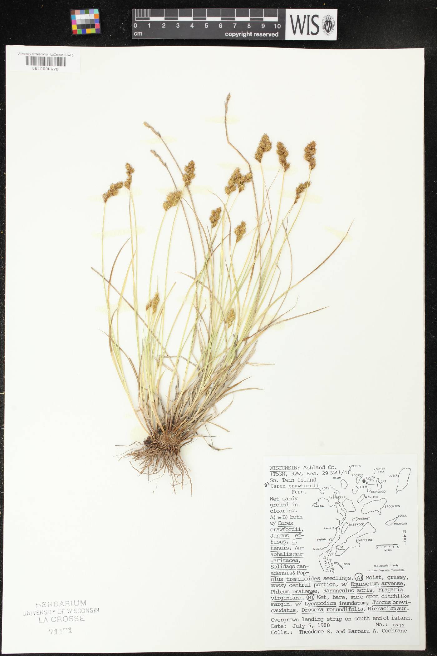 Carex crawfordii image