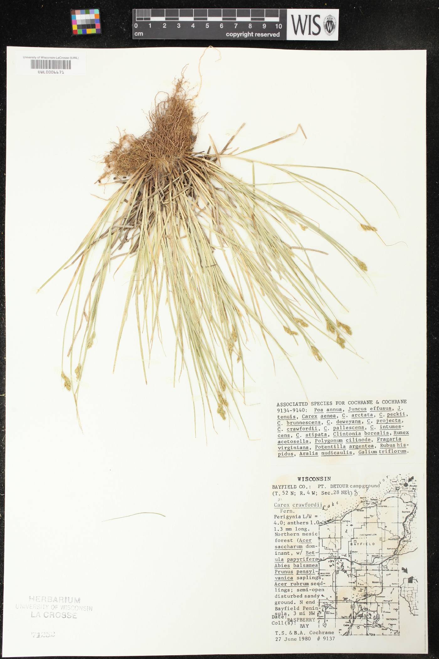 Carex crawfordii image