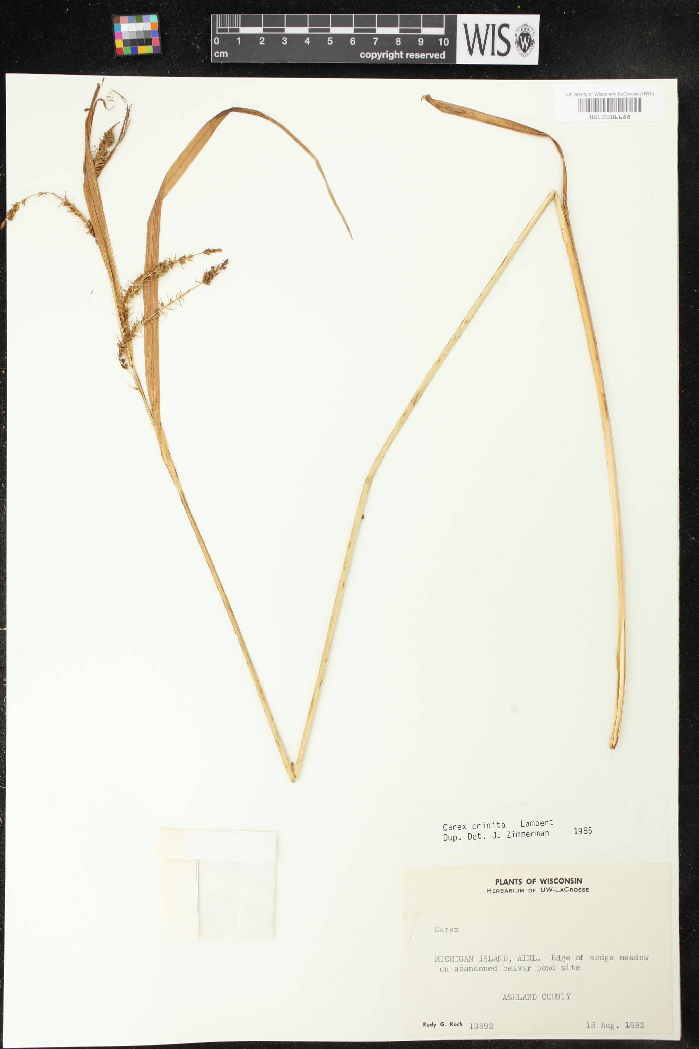 Carex crinita image