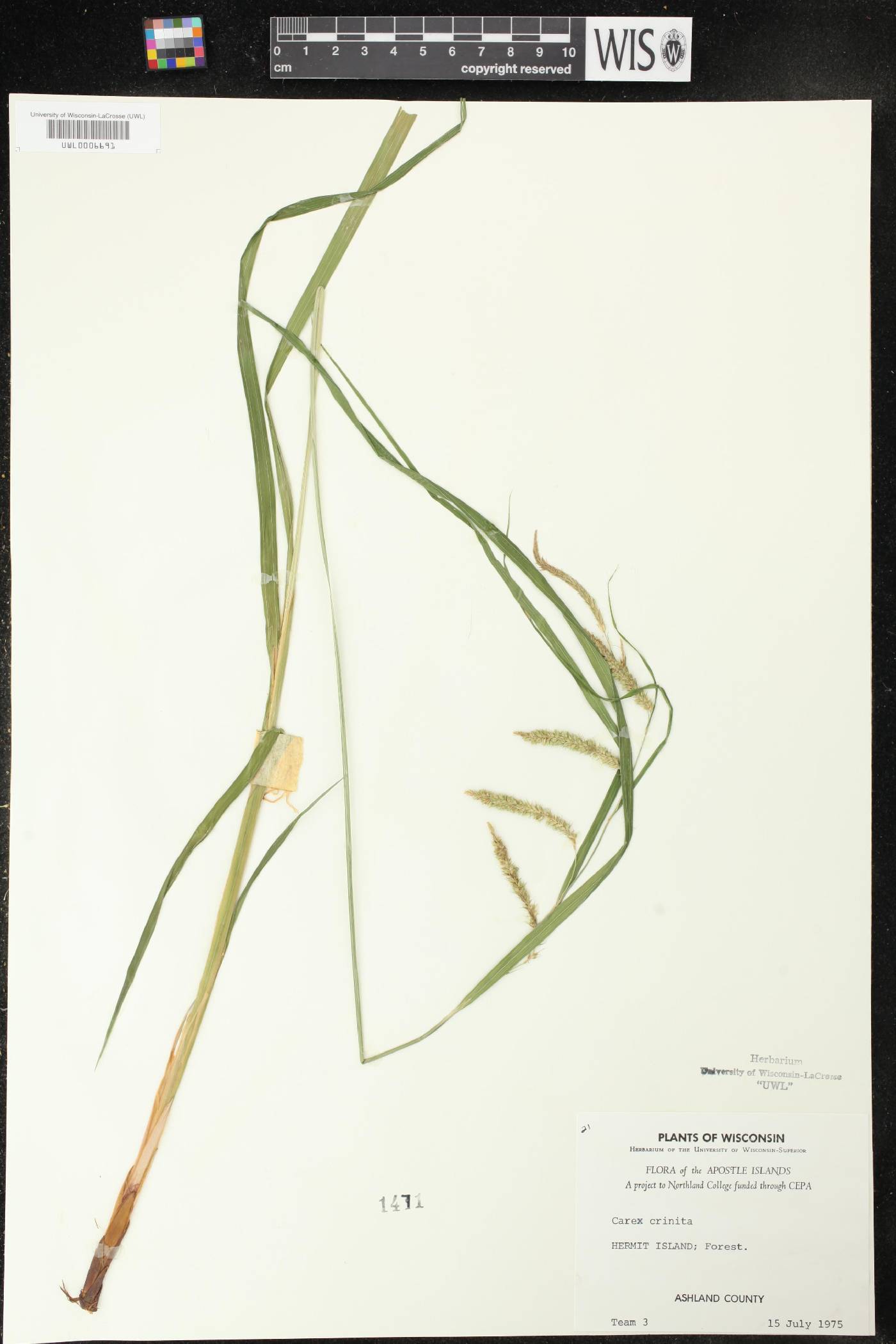 Carex crinita image