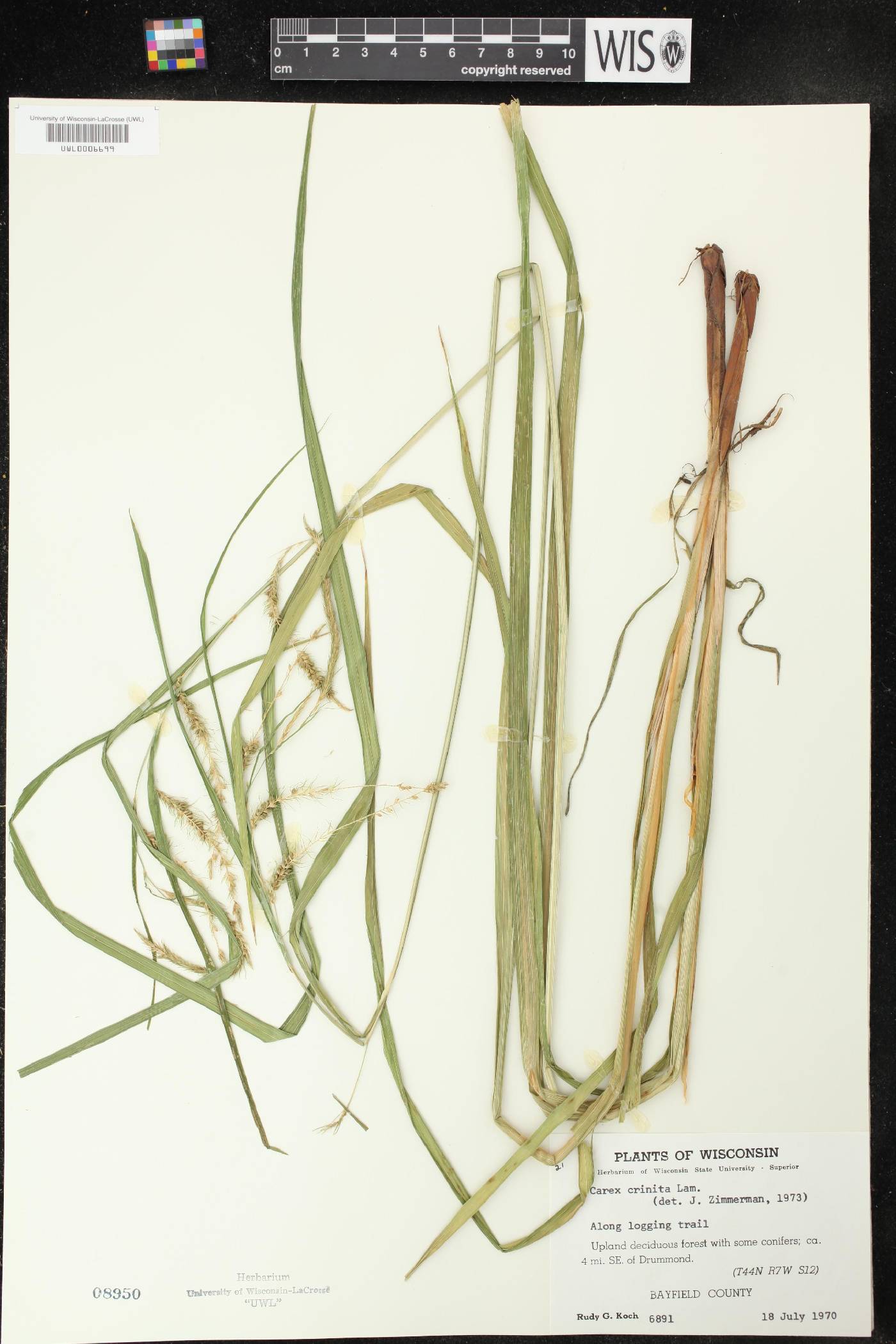 Carex crinita image