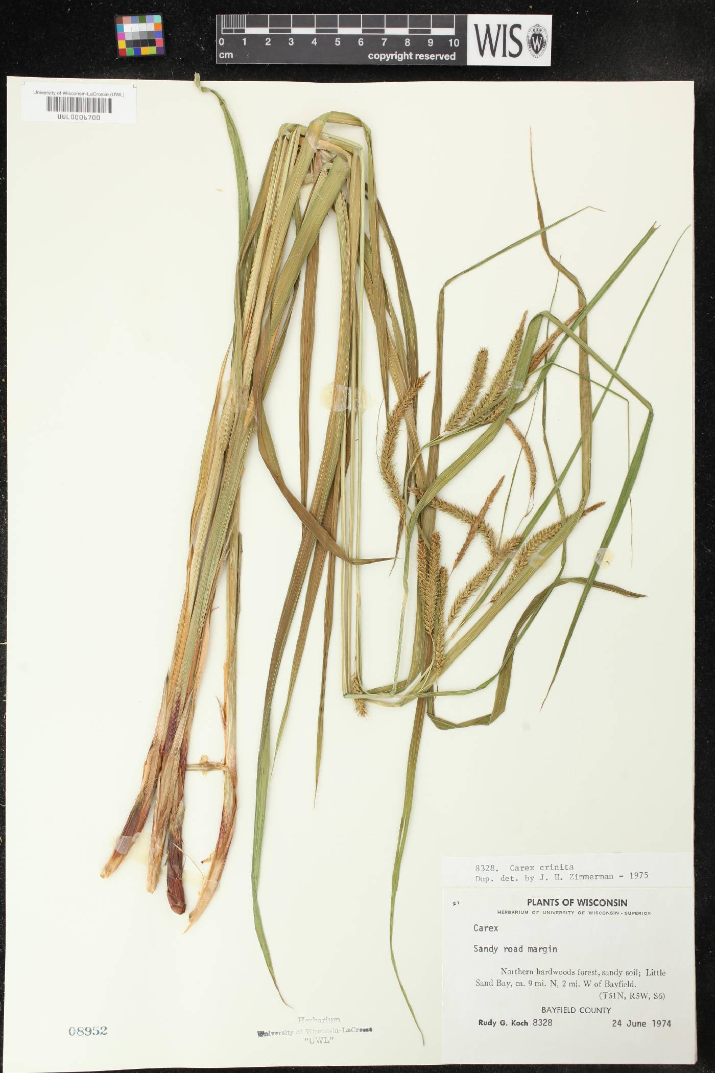 Carex crinita image