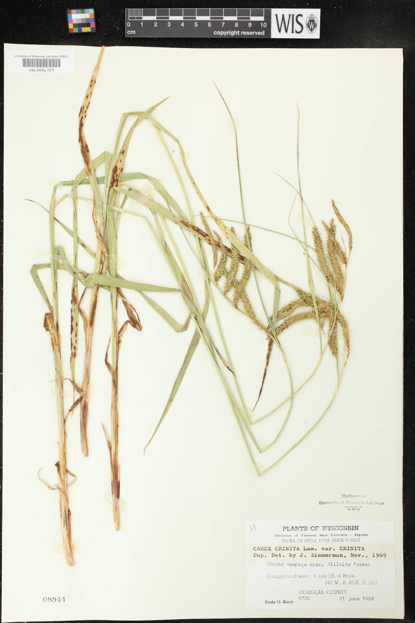 Carex crinita image
