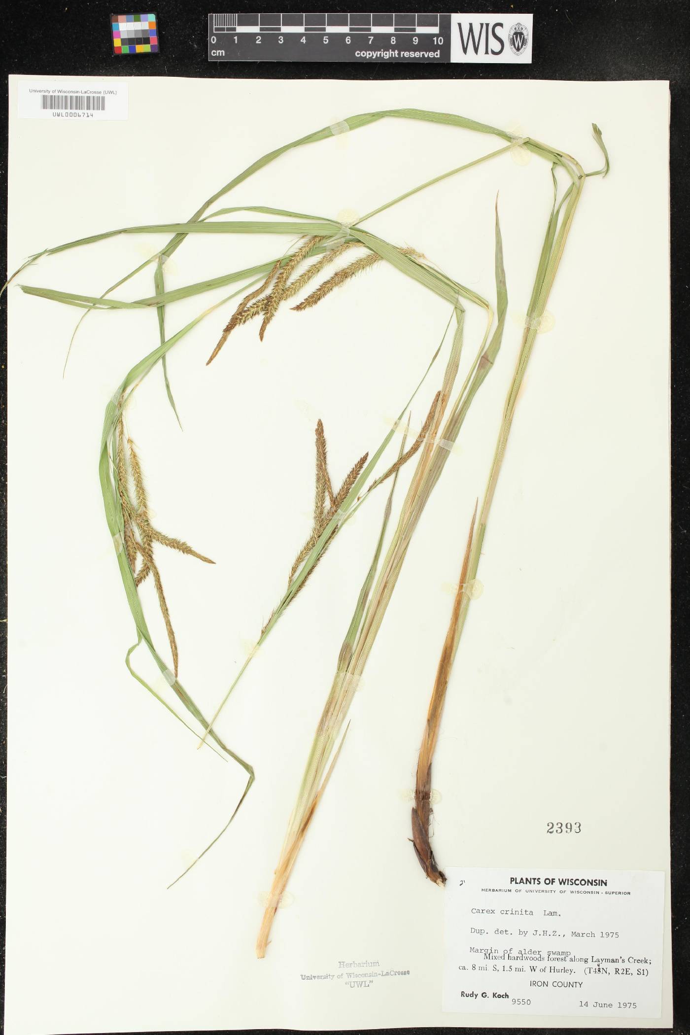 Carex crinita image