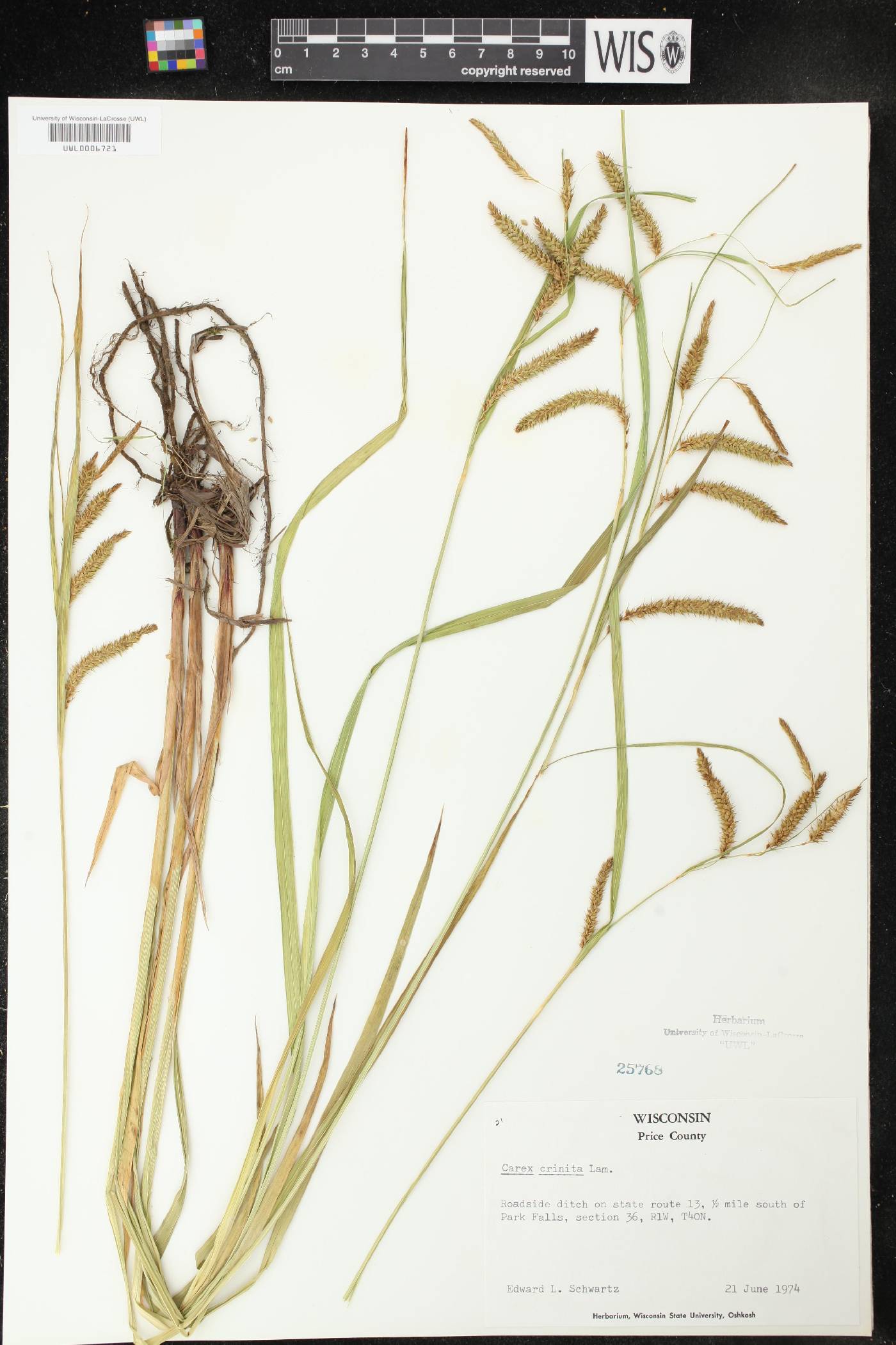 Carex crinita image