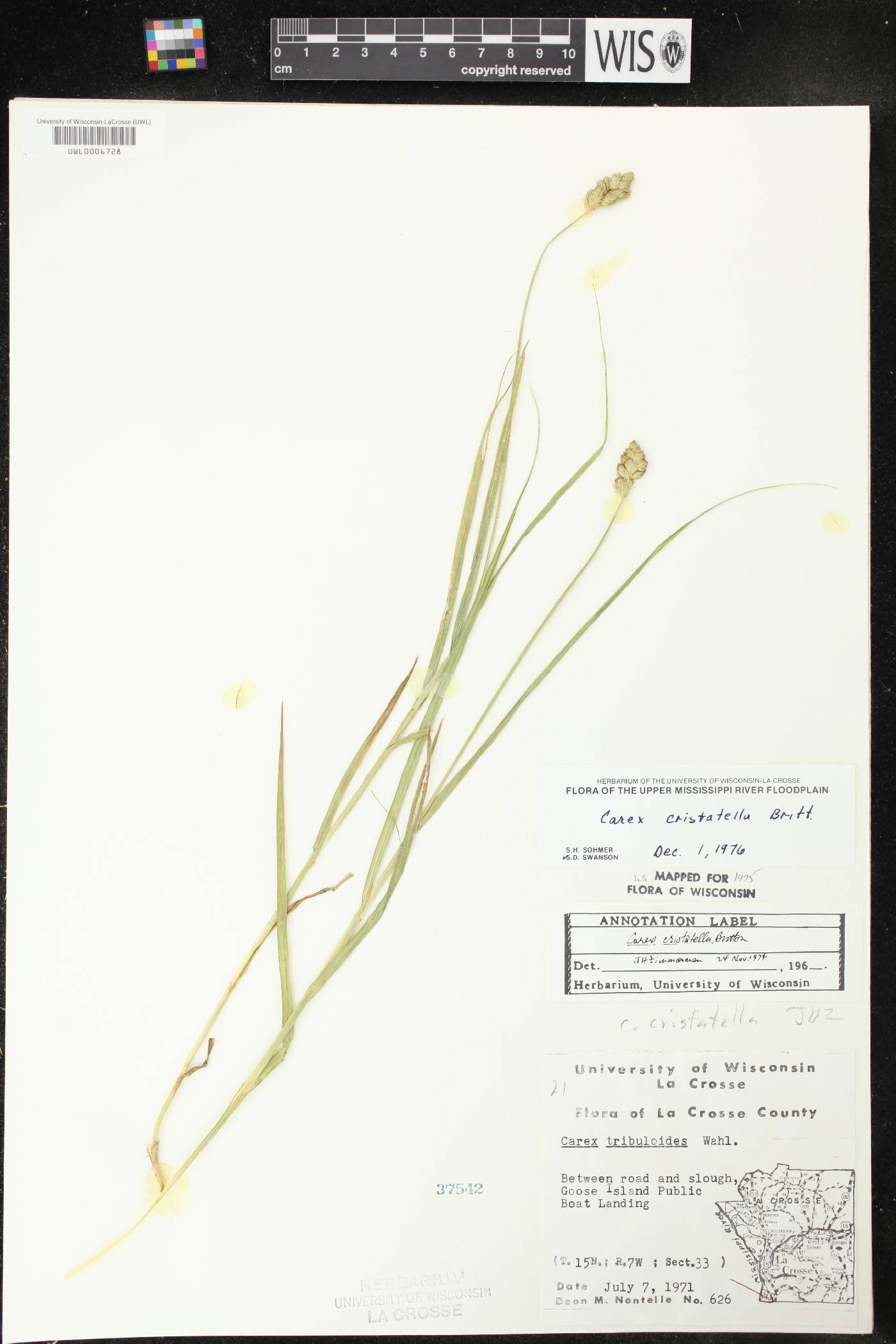 Carex cristatella image