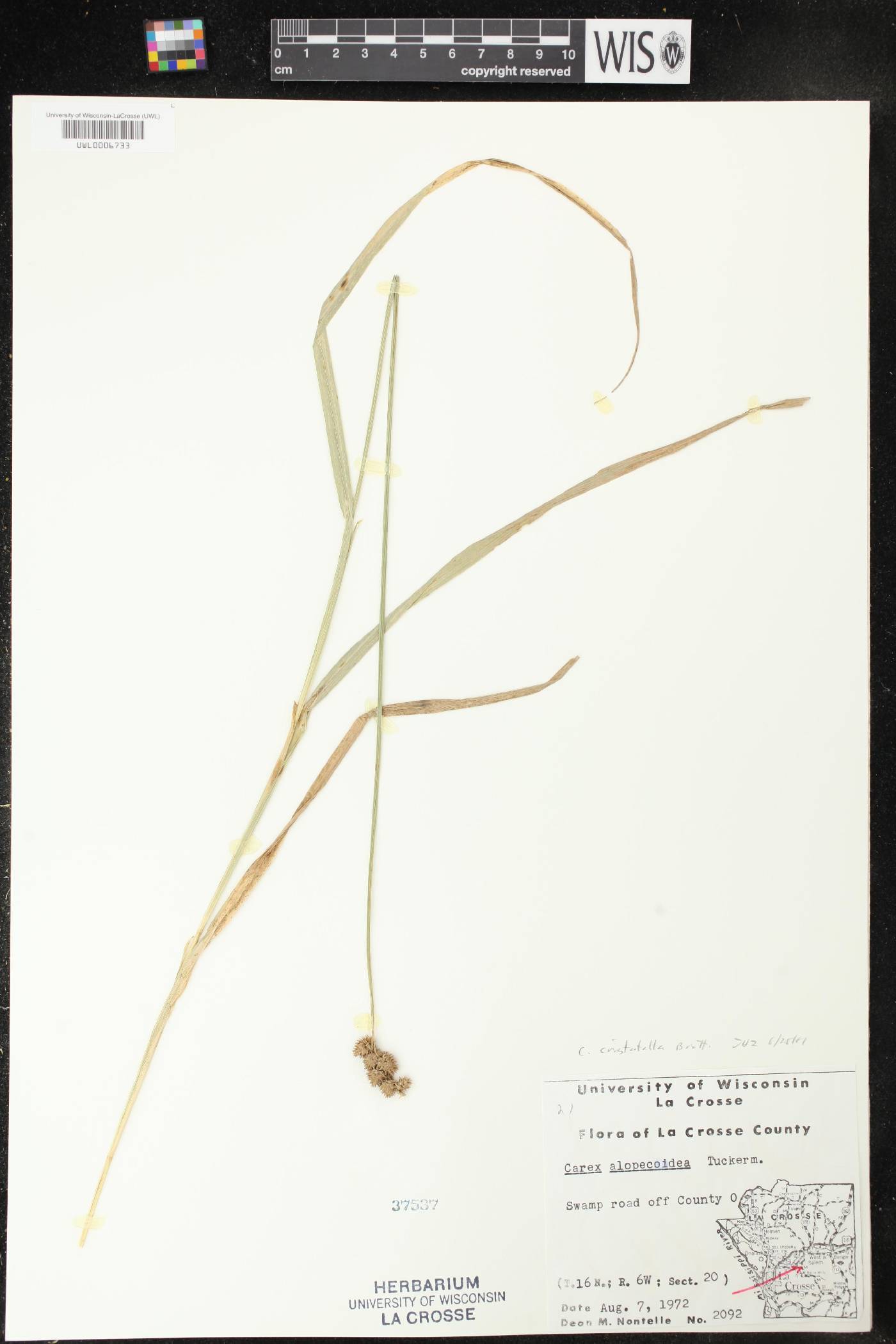Carex cristatella image