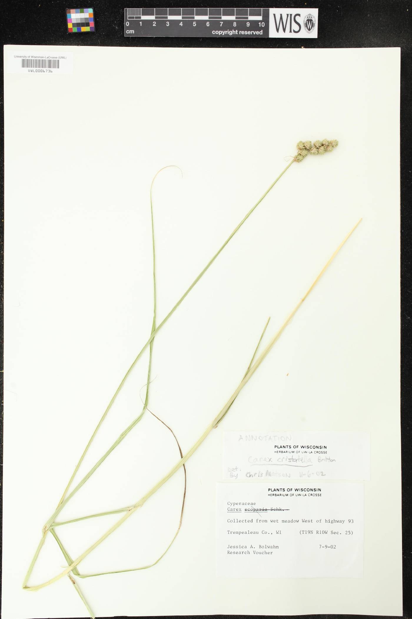Carex cristatella image