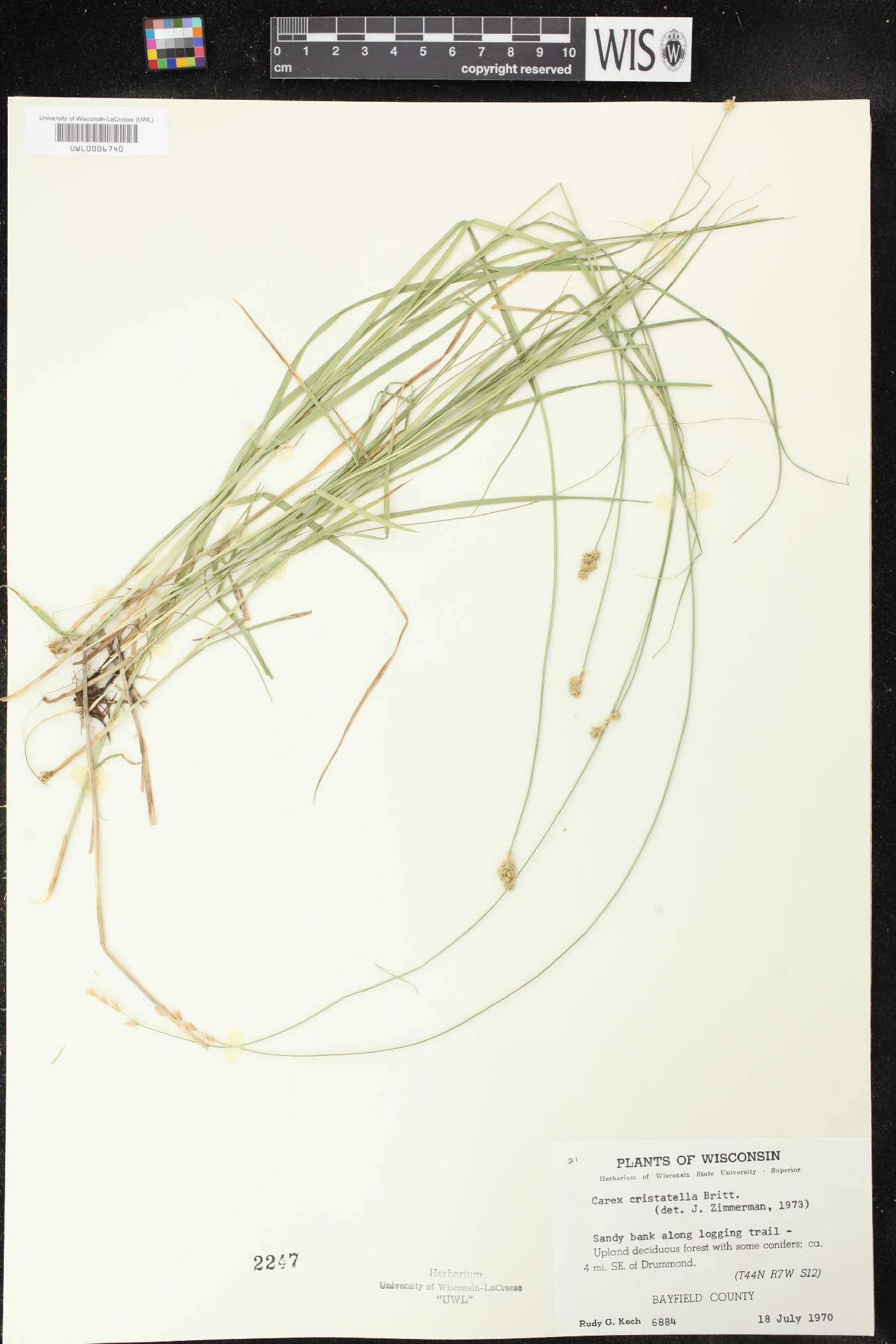 Carex cristatella image
