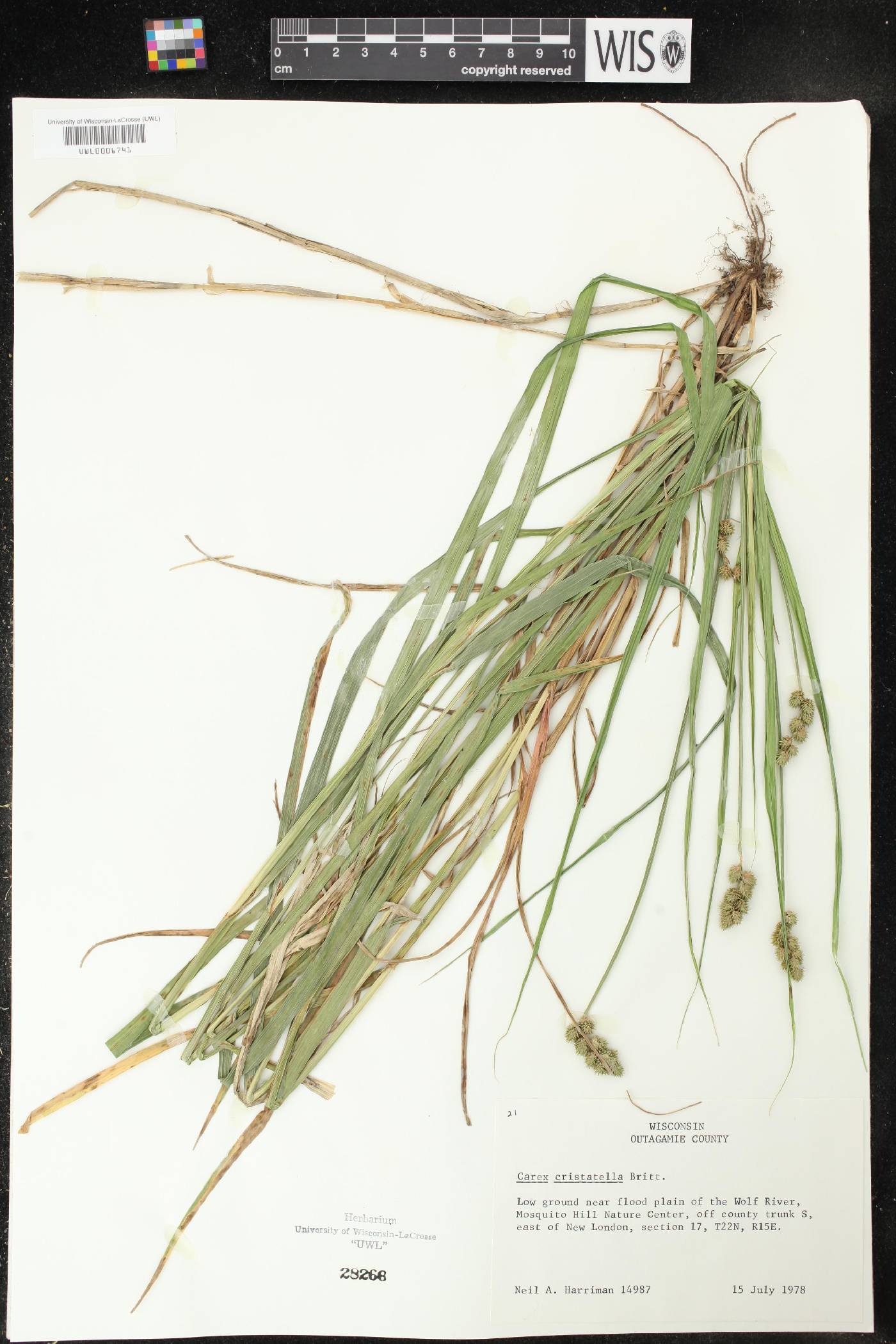 Carex cristatella image