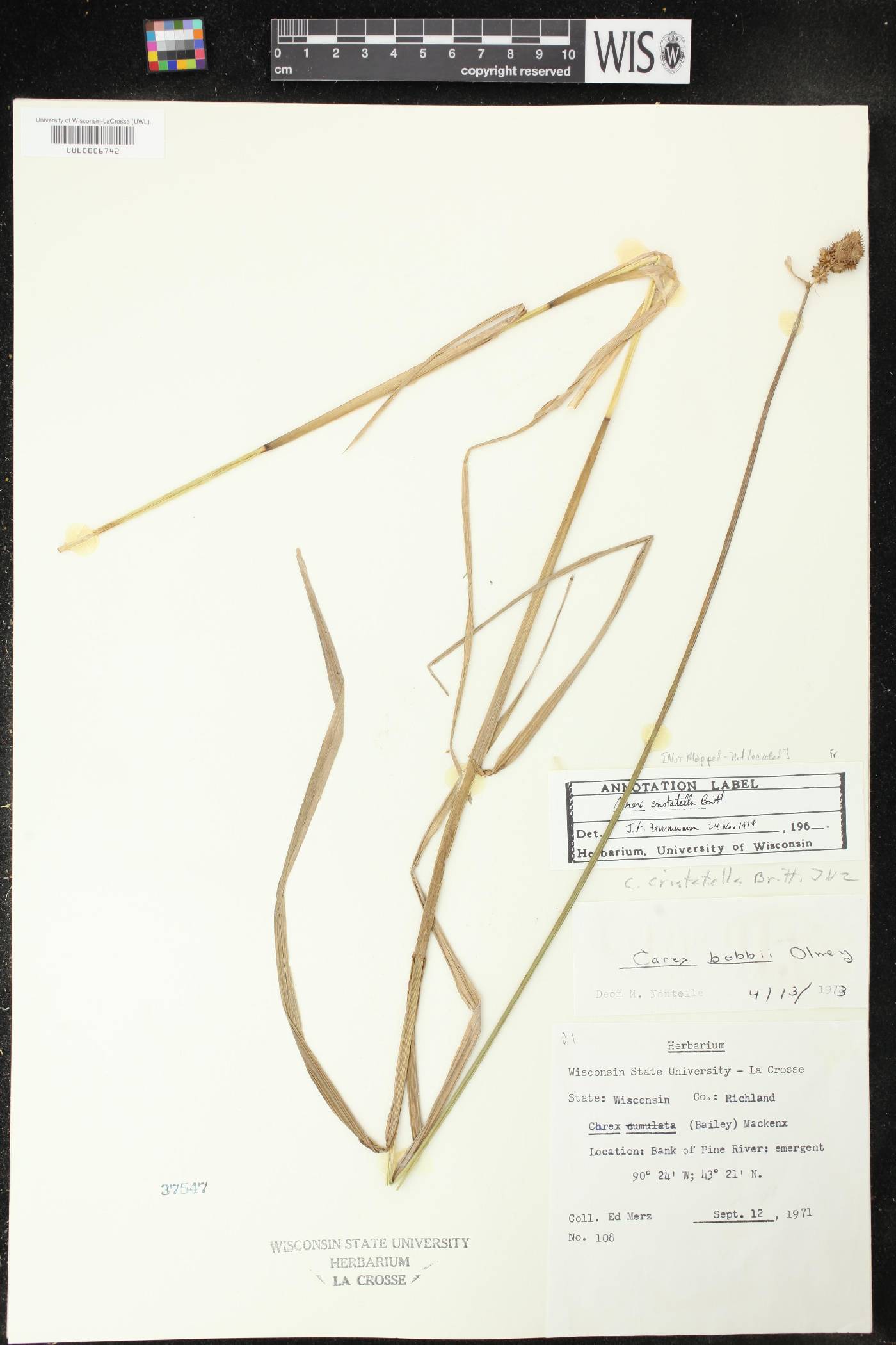 Carex cristatella image