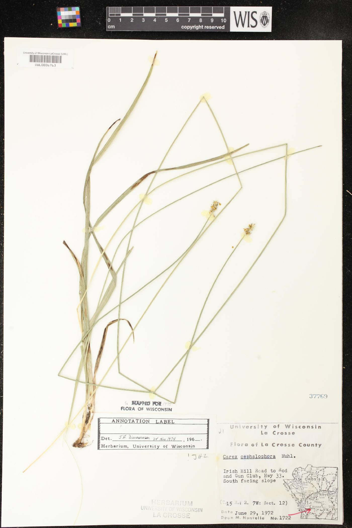 Carex cephalophora image
