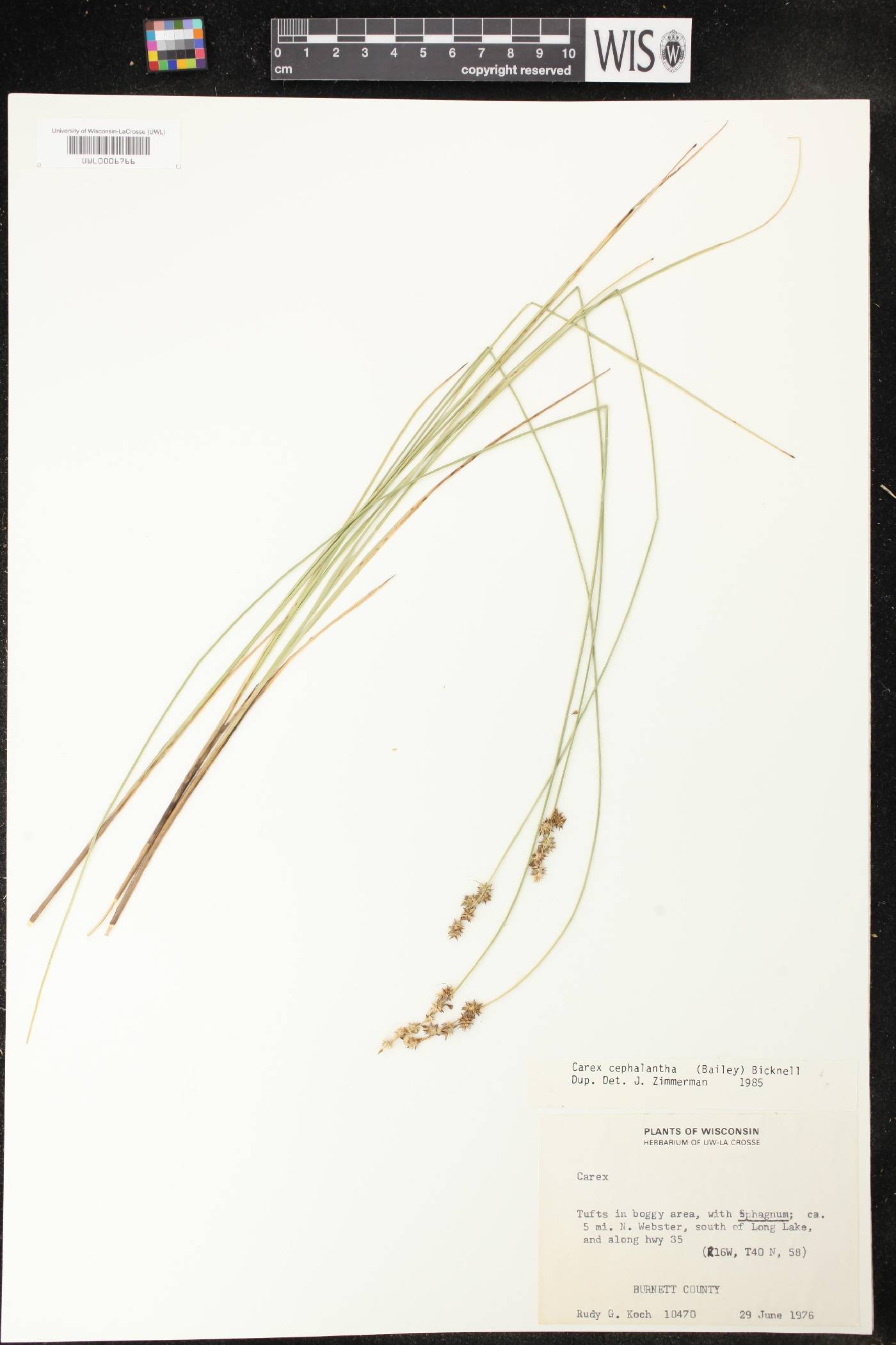 Carex echinata image