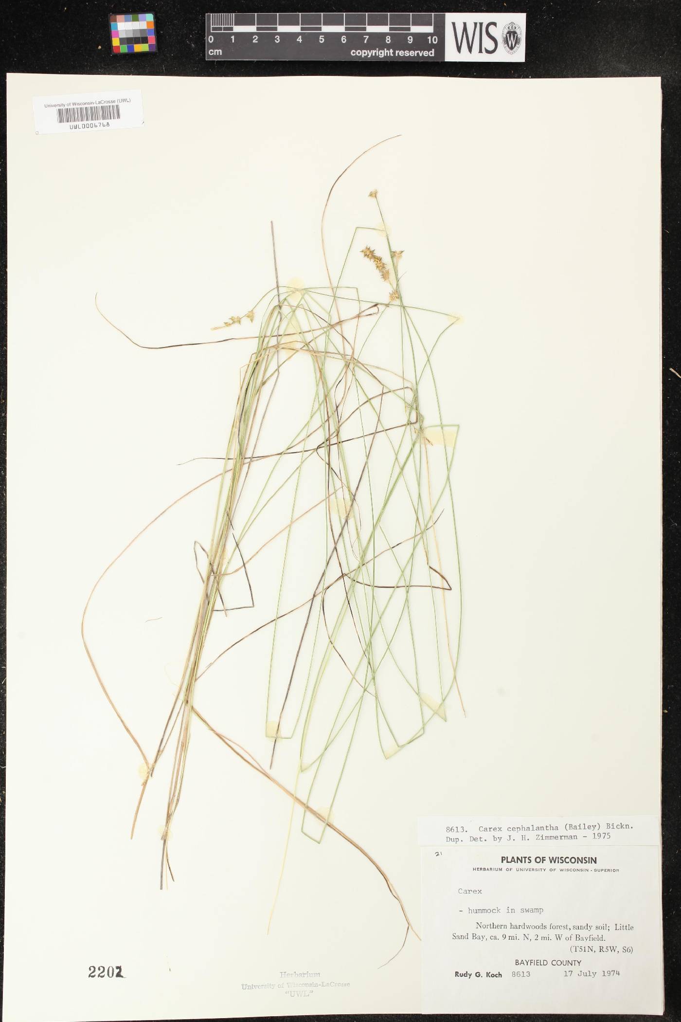 Carex echinata image