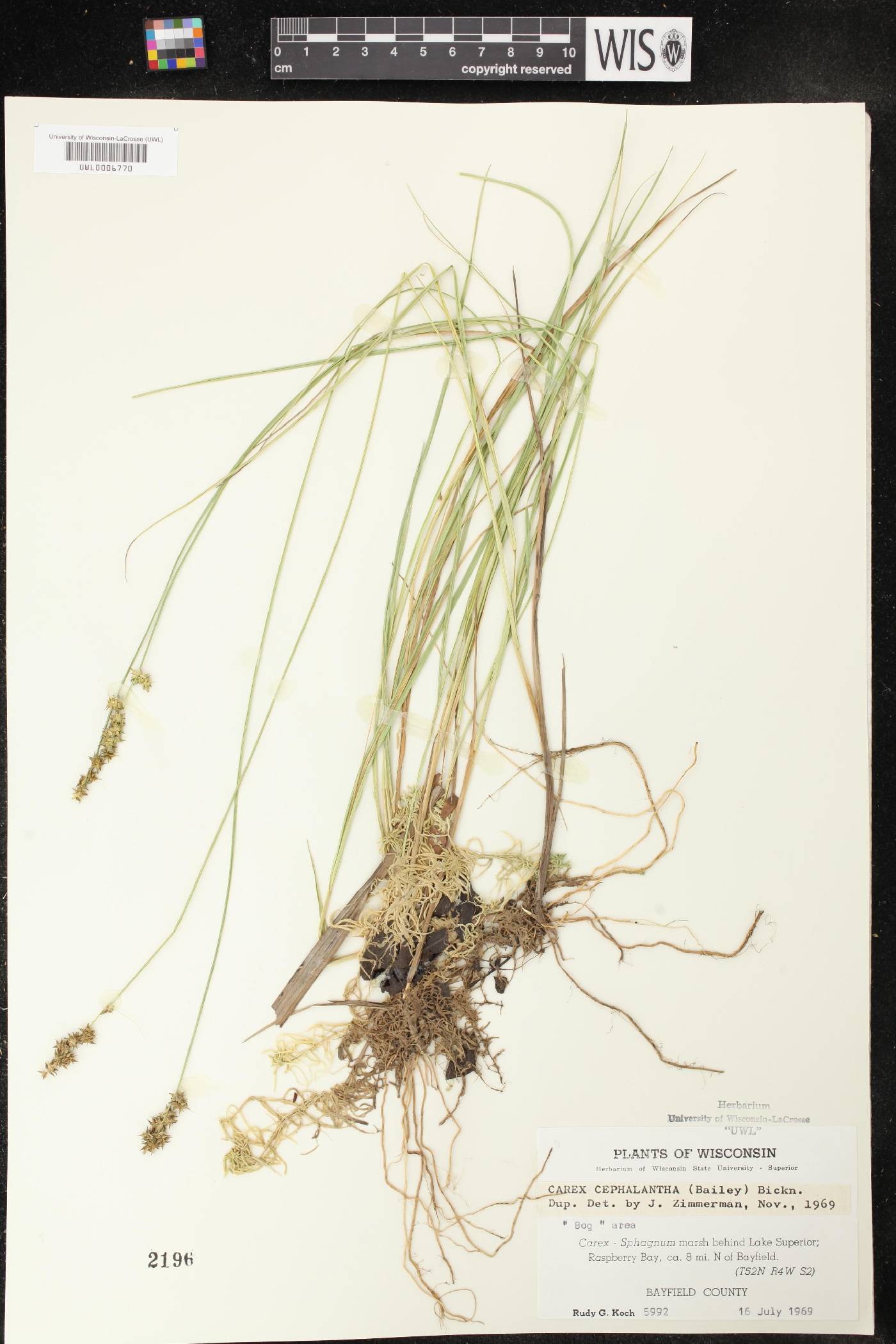 Carex echinata image