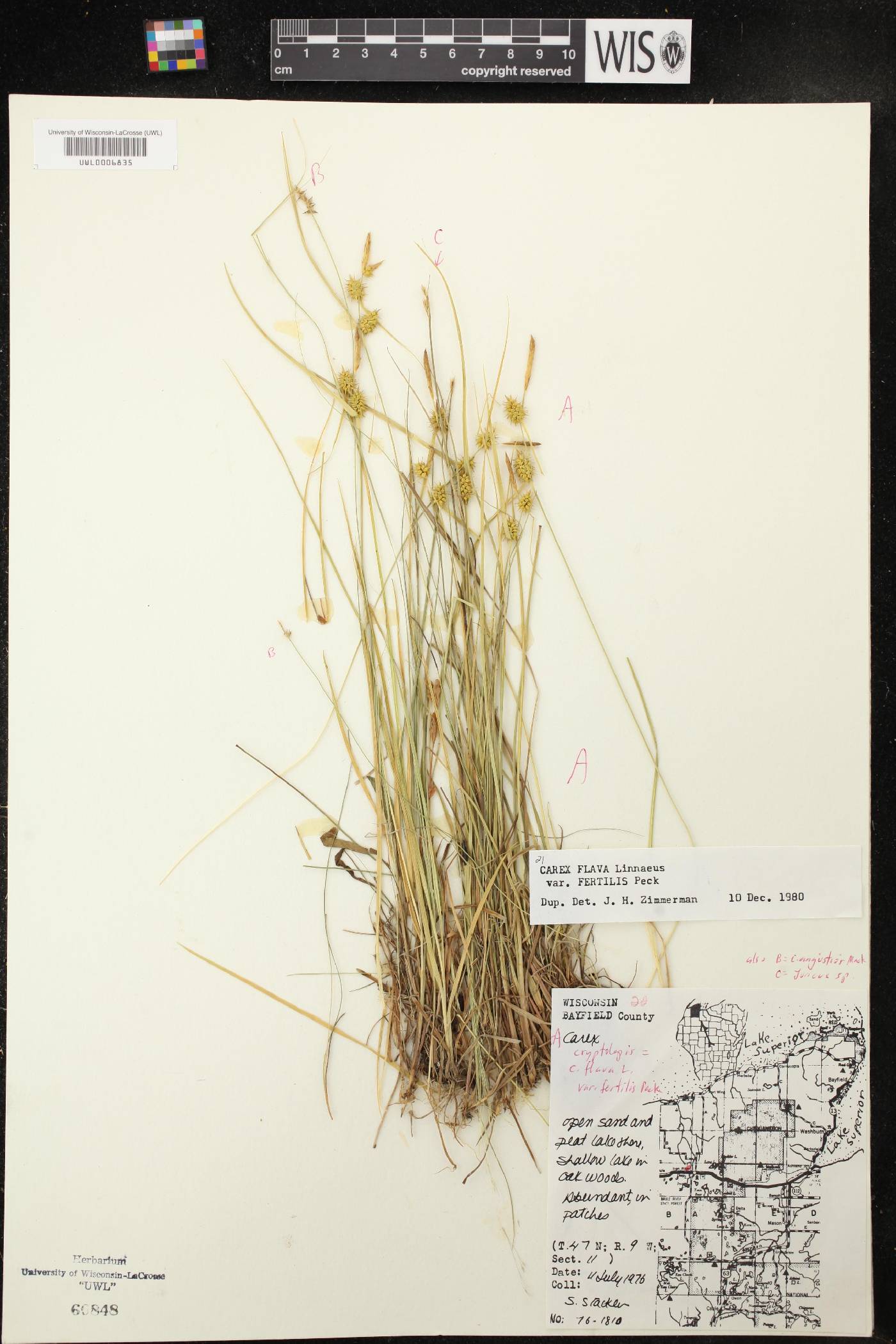 Carex flava image