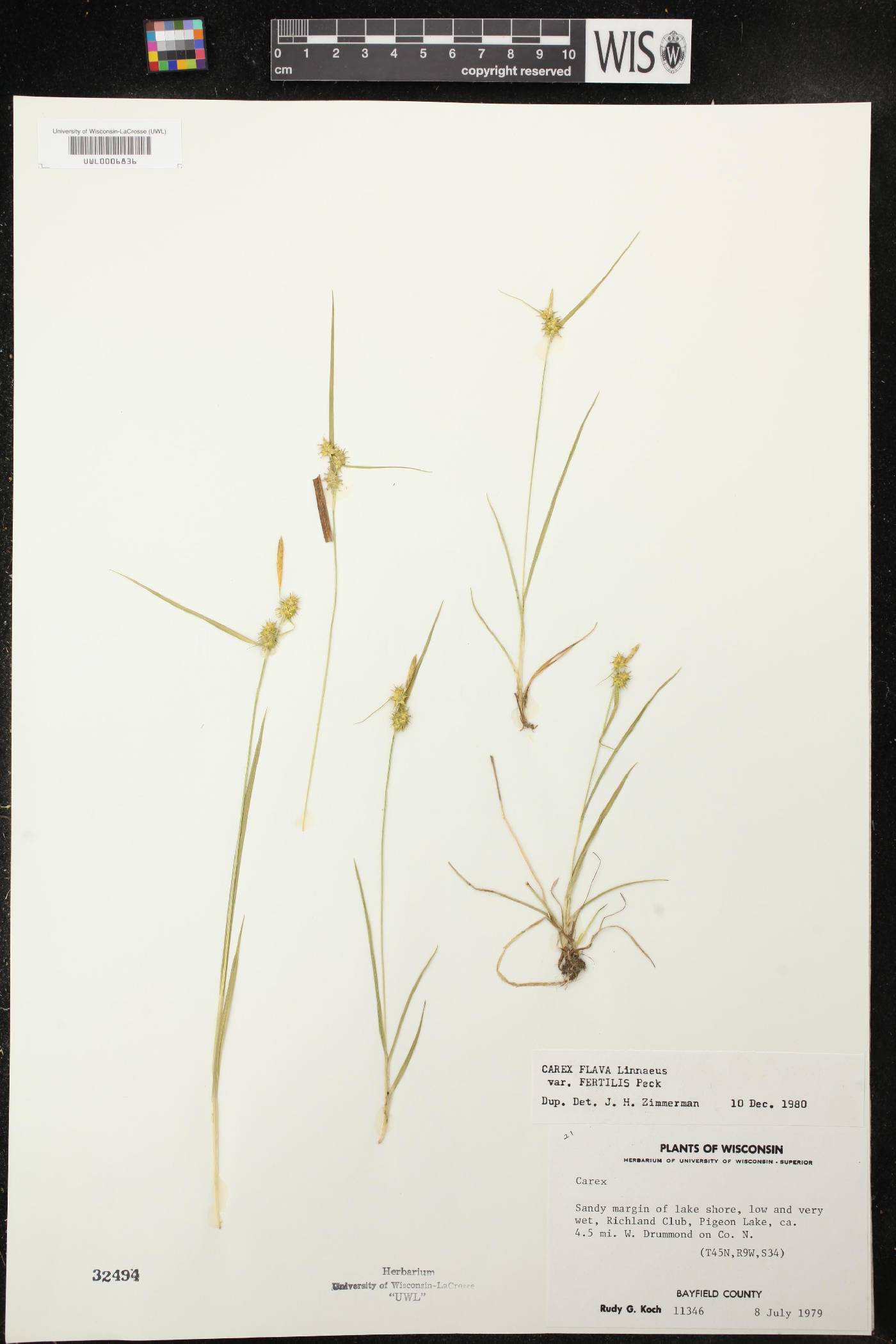 Carex flava image