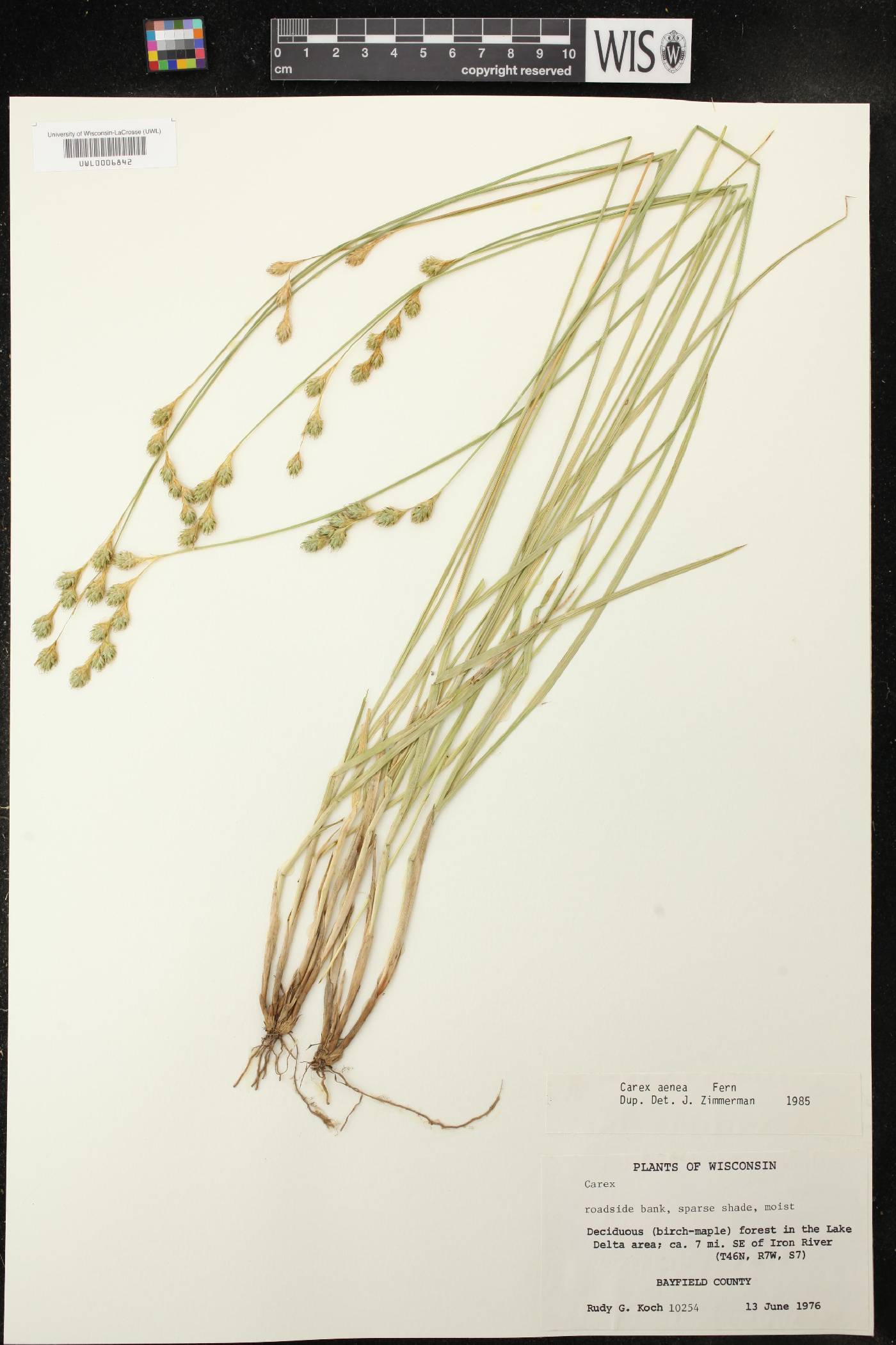 Carex siccata image