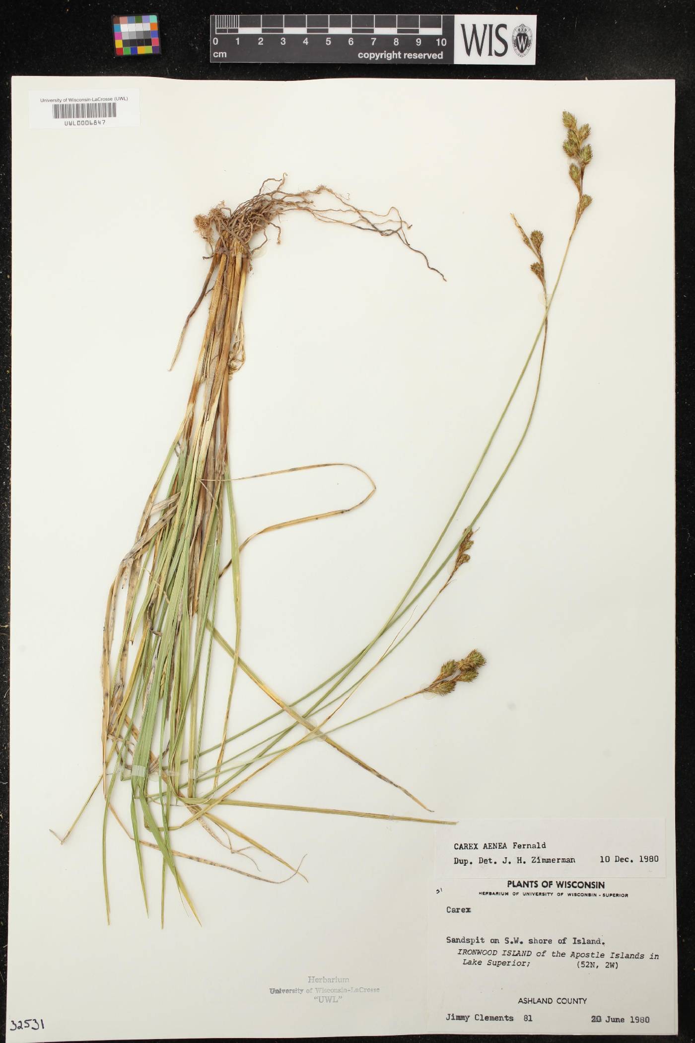Carex siccata image