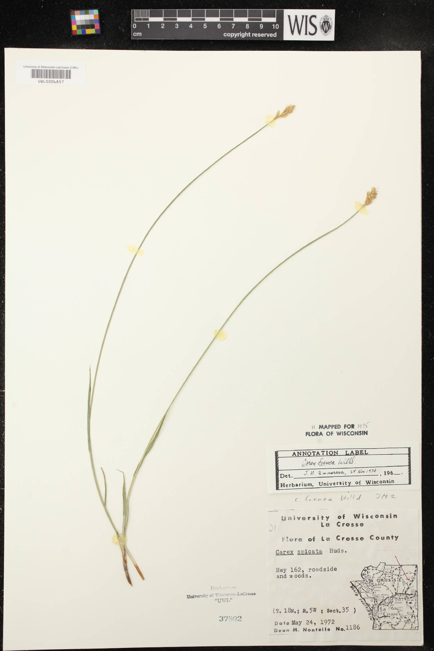 Carex siccata image