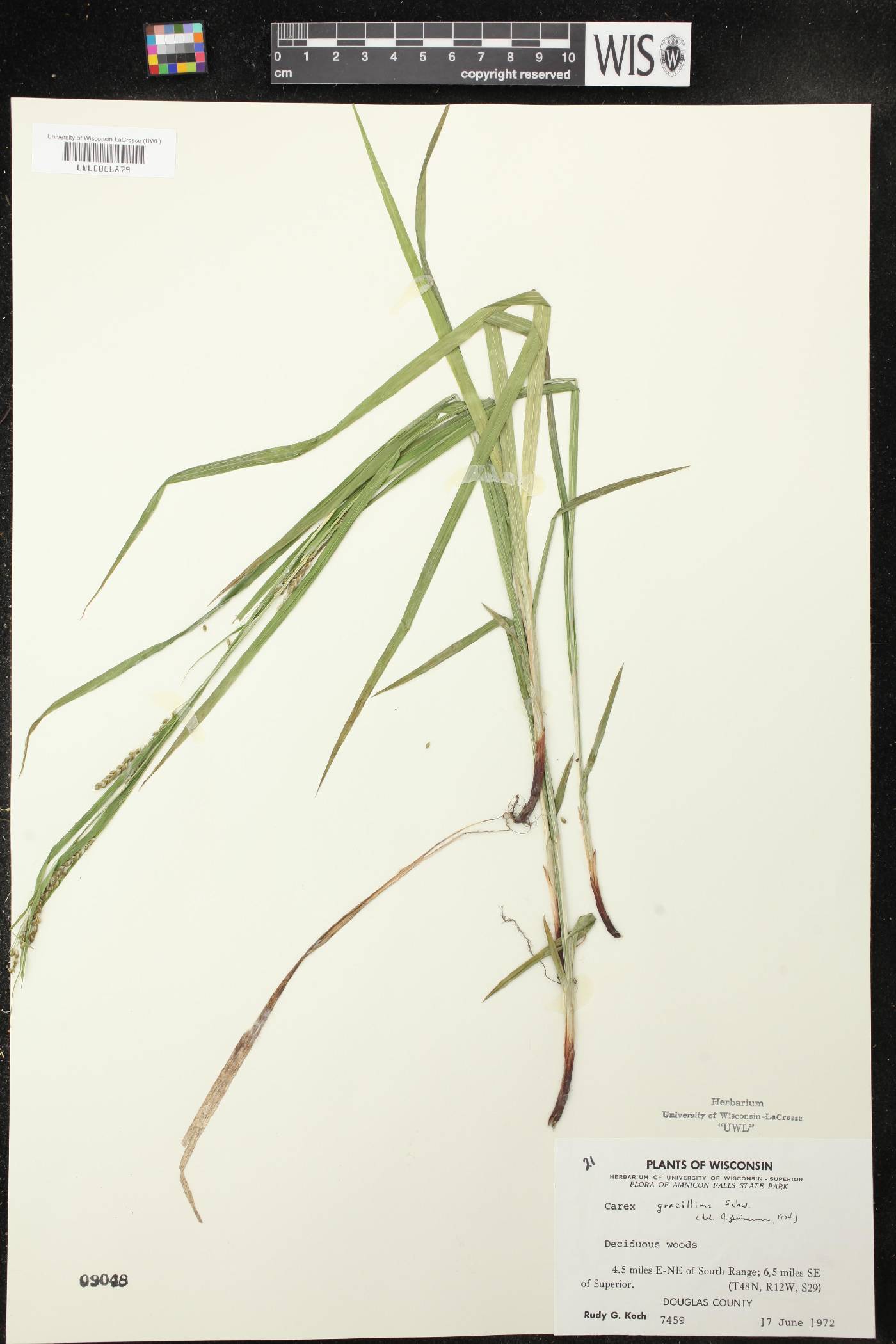 Carex gracillima image
