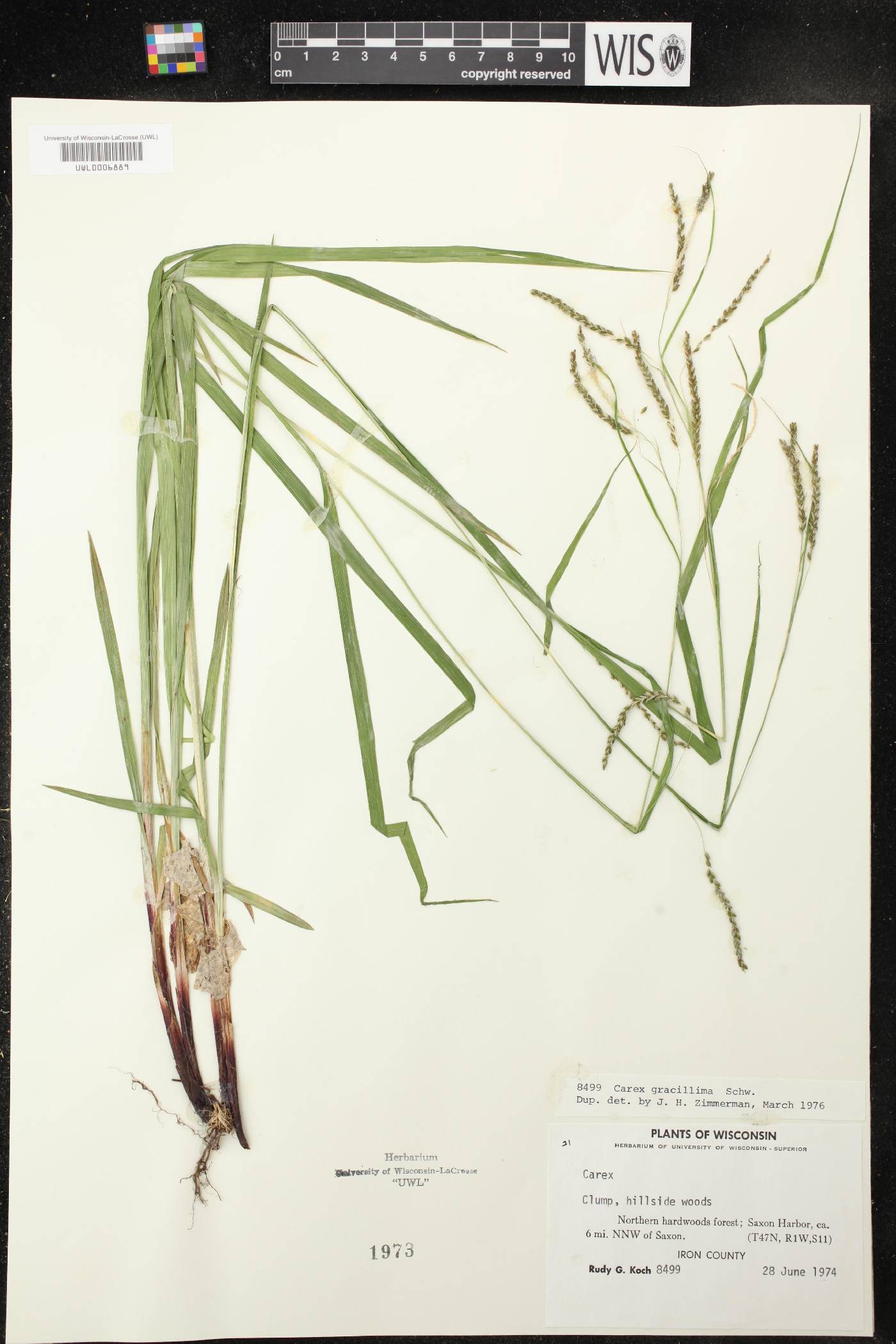 Carex gracillima image