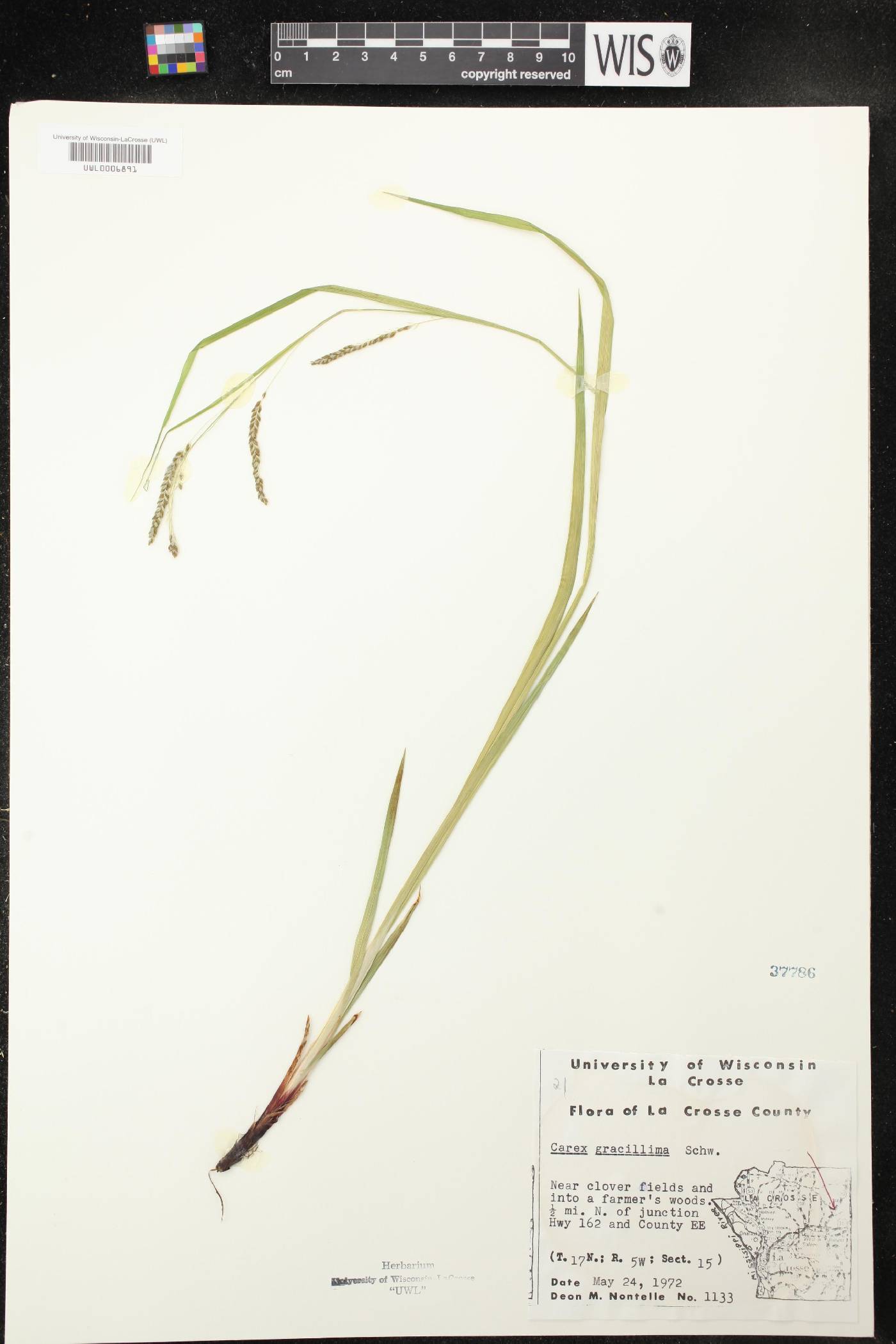 Carex gracillima image