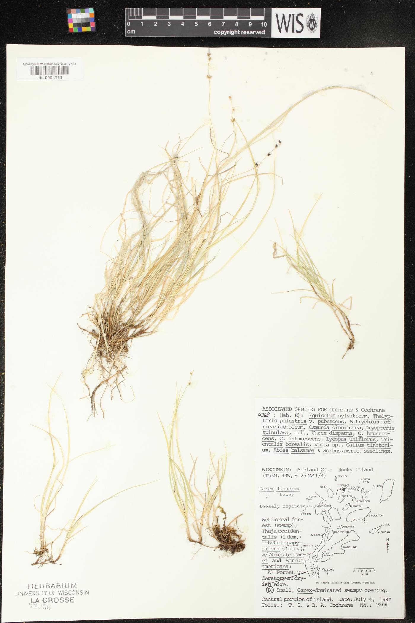 Carex disperma image