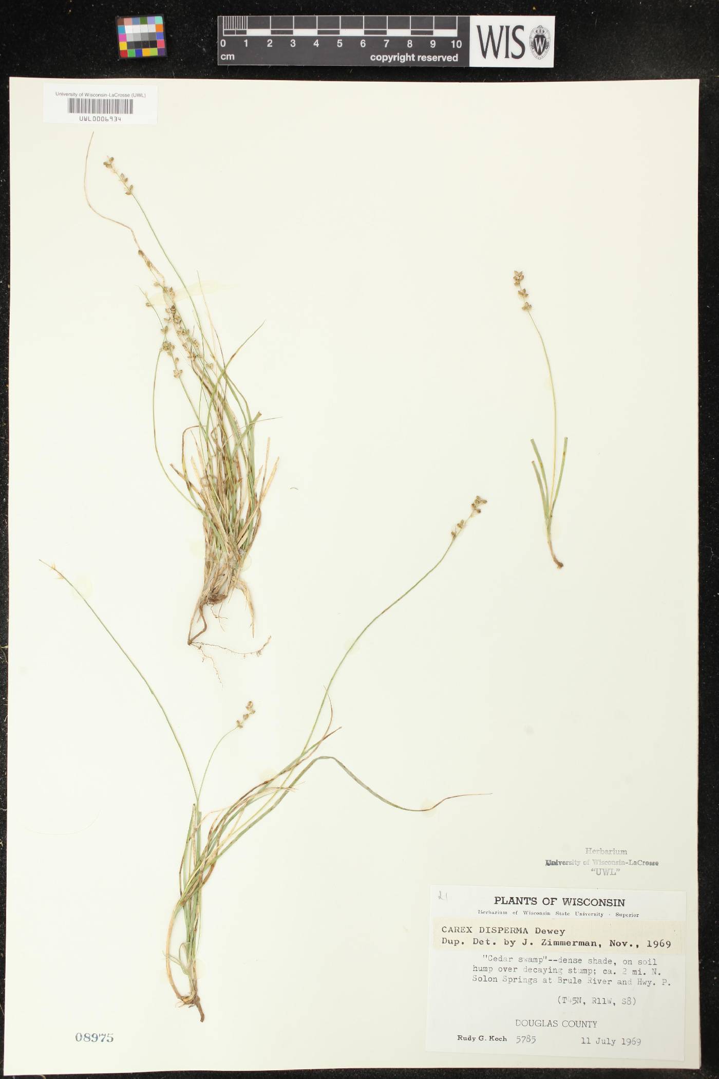 Carex disperma image