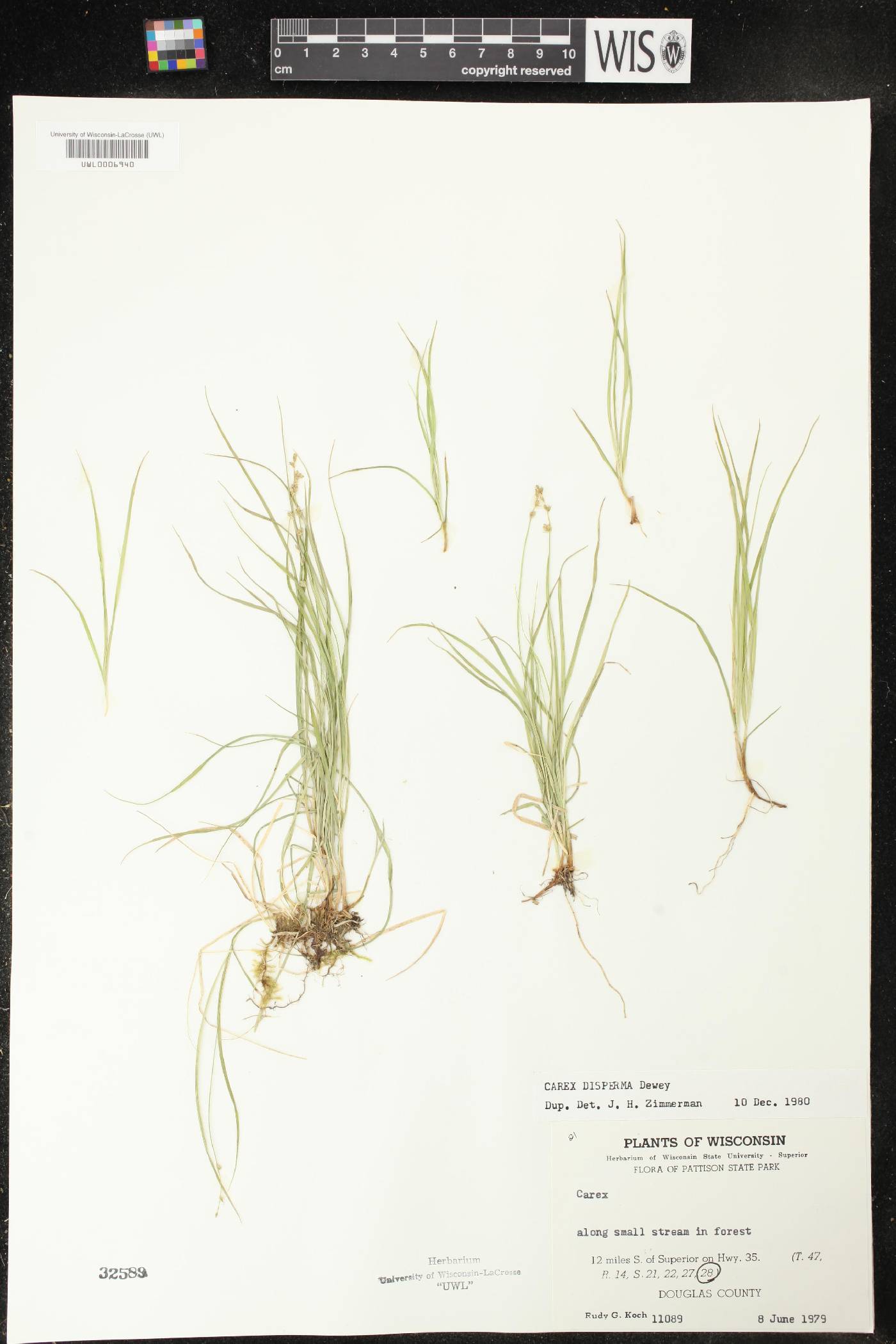 Carex disperma image