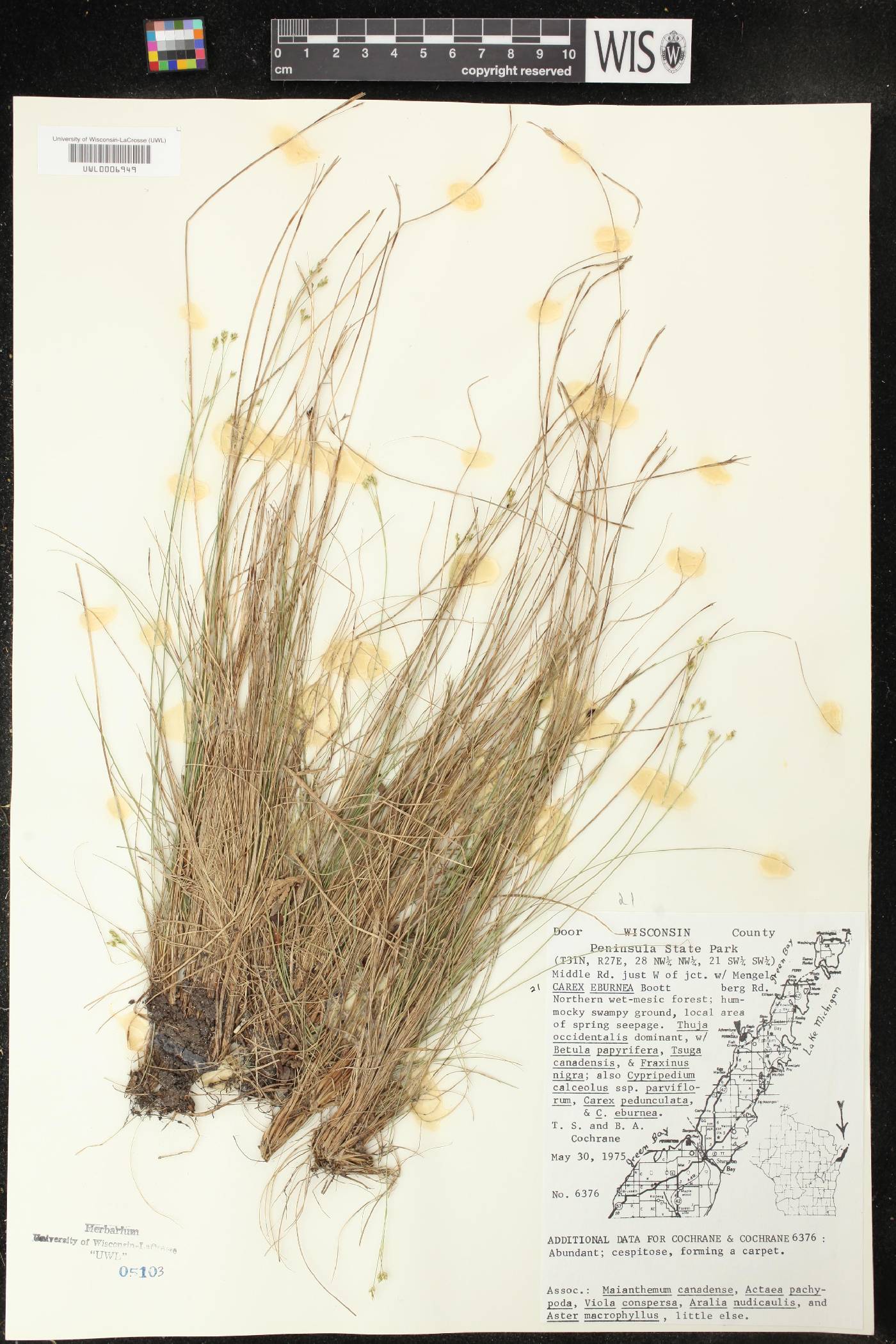 Carex eburnea image