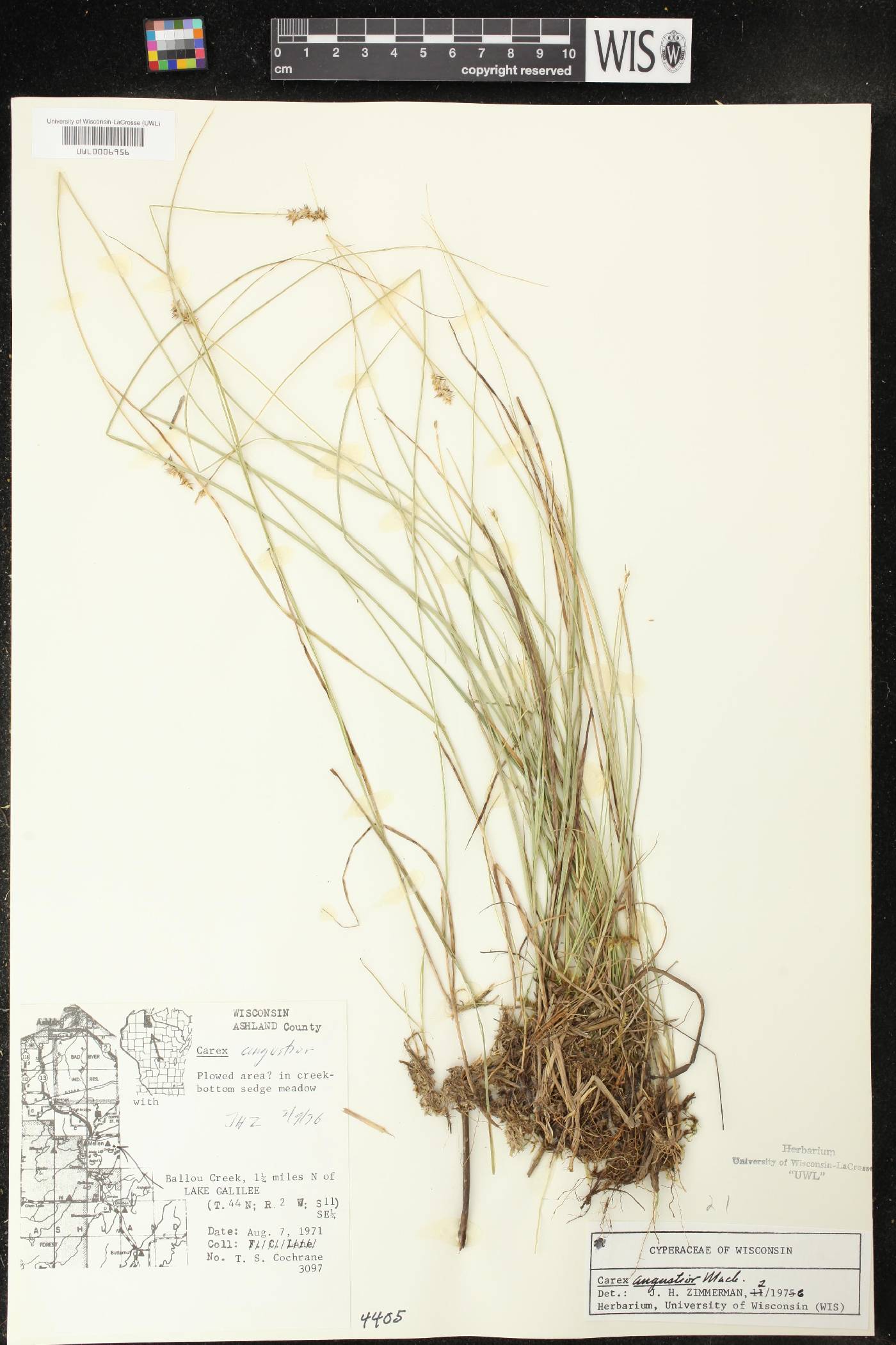 Carex echinata image