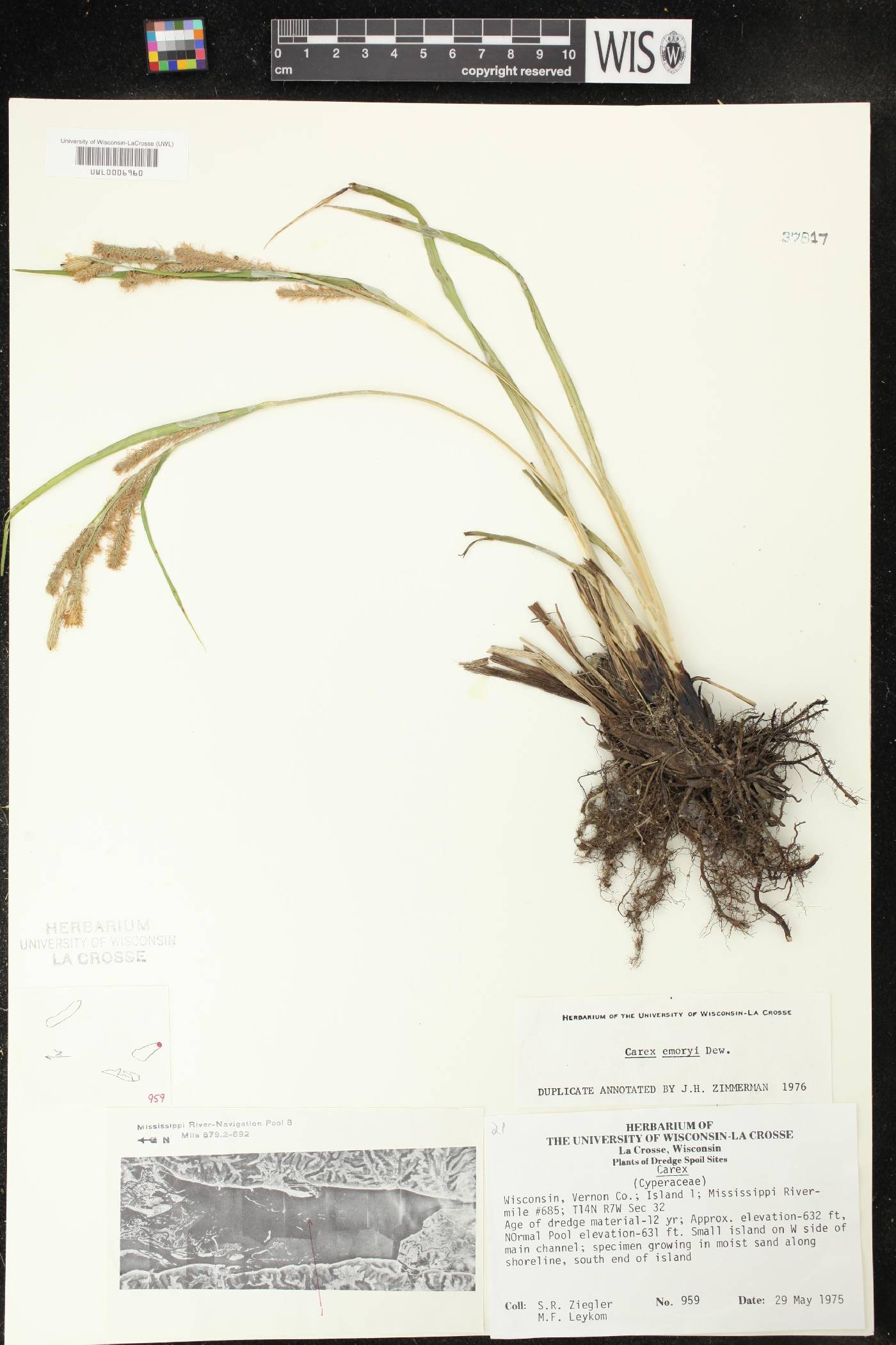 Carex emoryi image