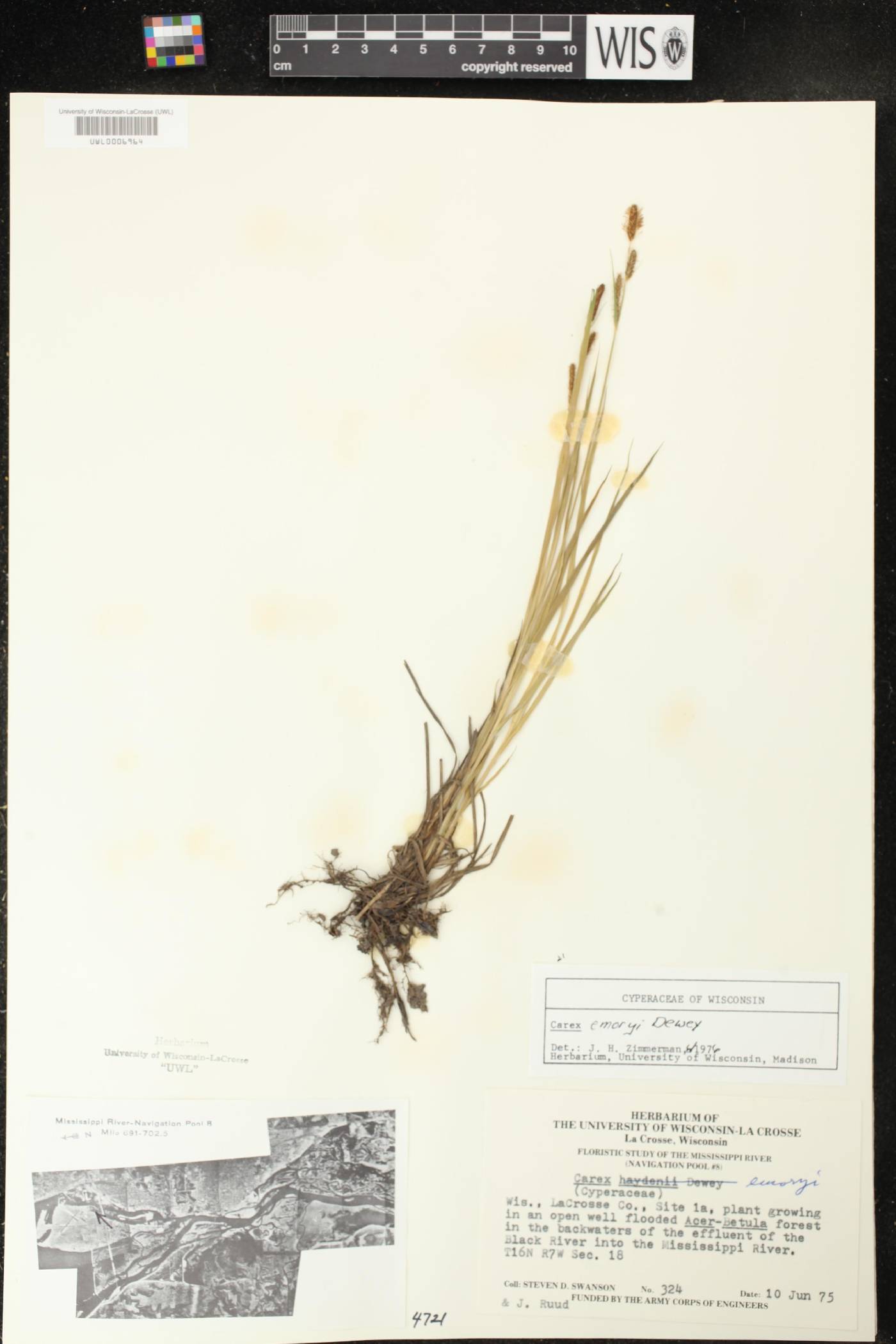 Carex emoryi image