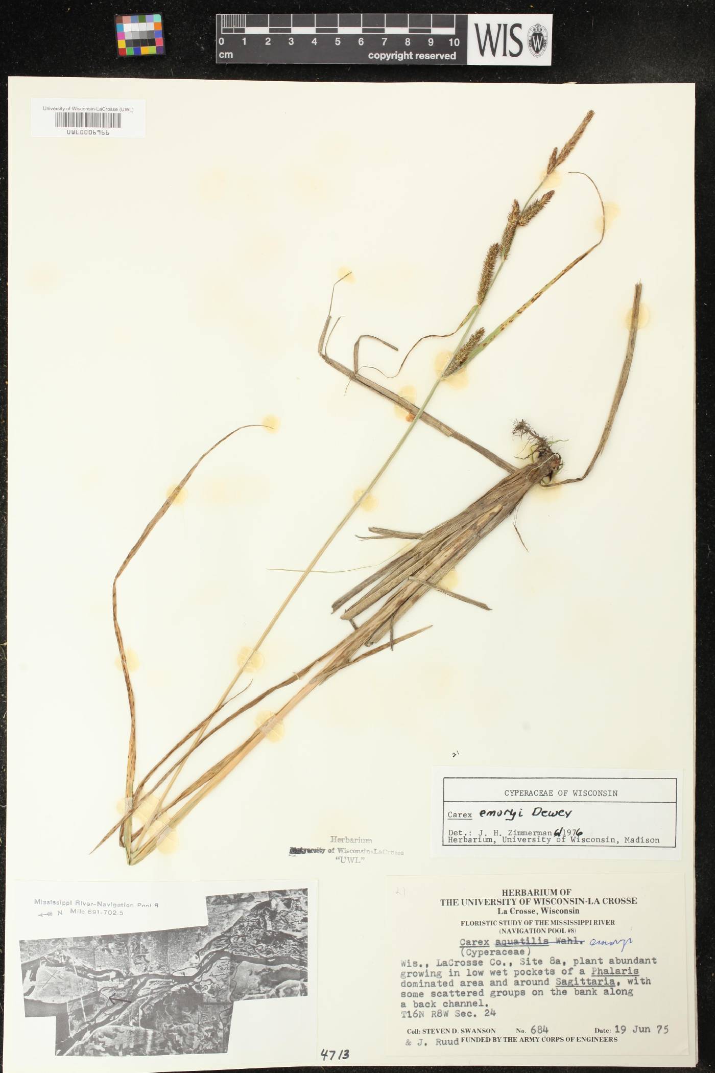 Carex emoryi image