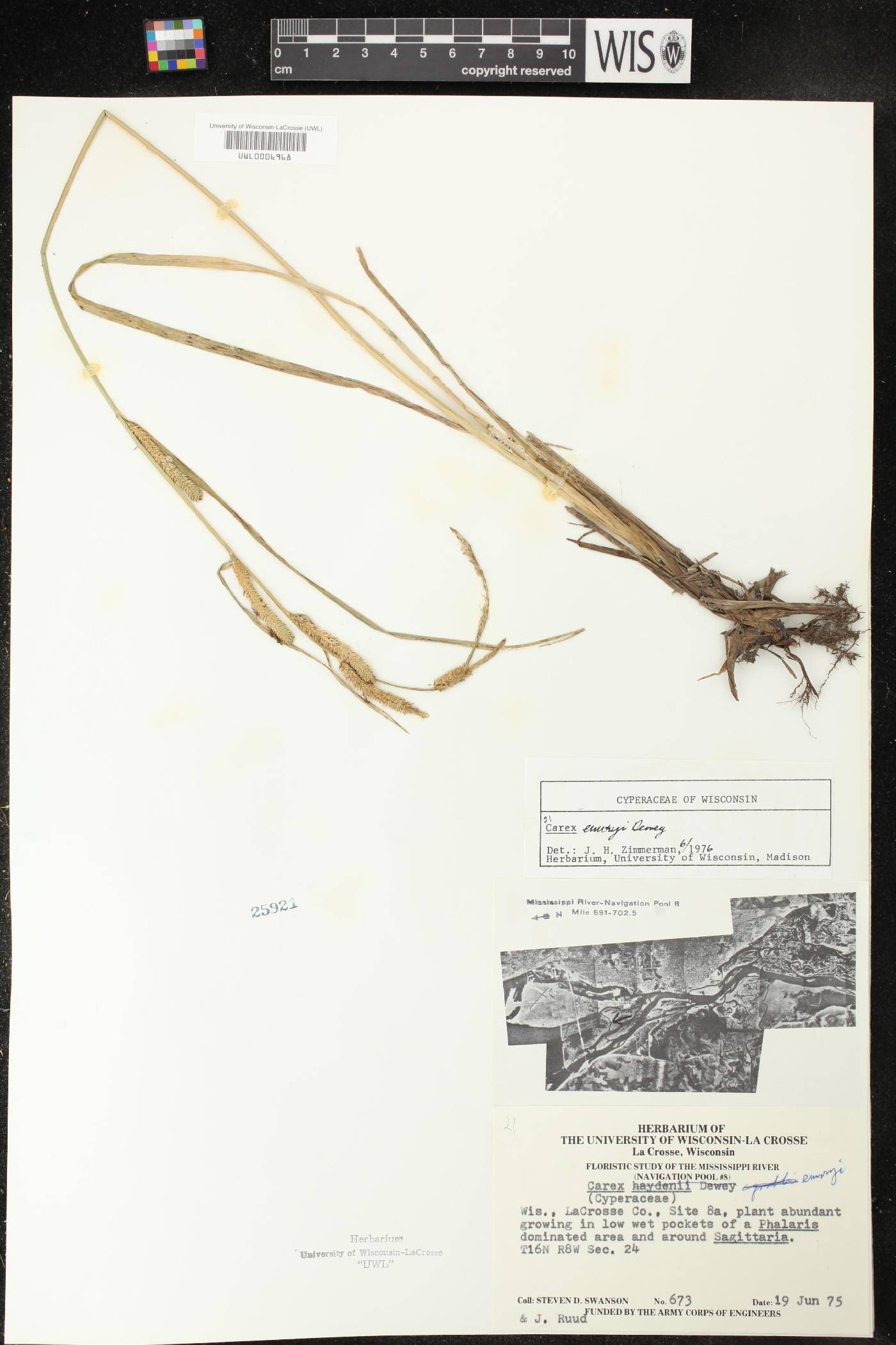 Carex emoryi image